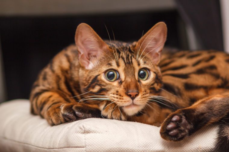 Can You Guess the Cat Breed from Its Kitten Picture? | Reader's Digest