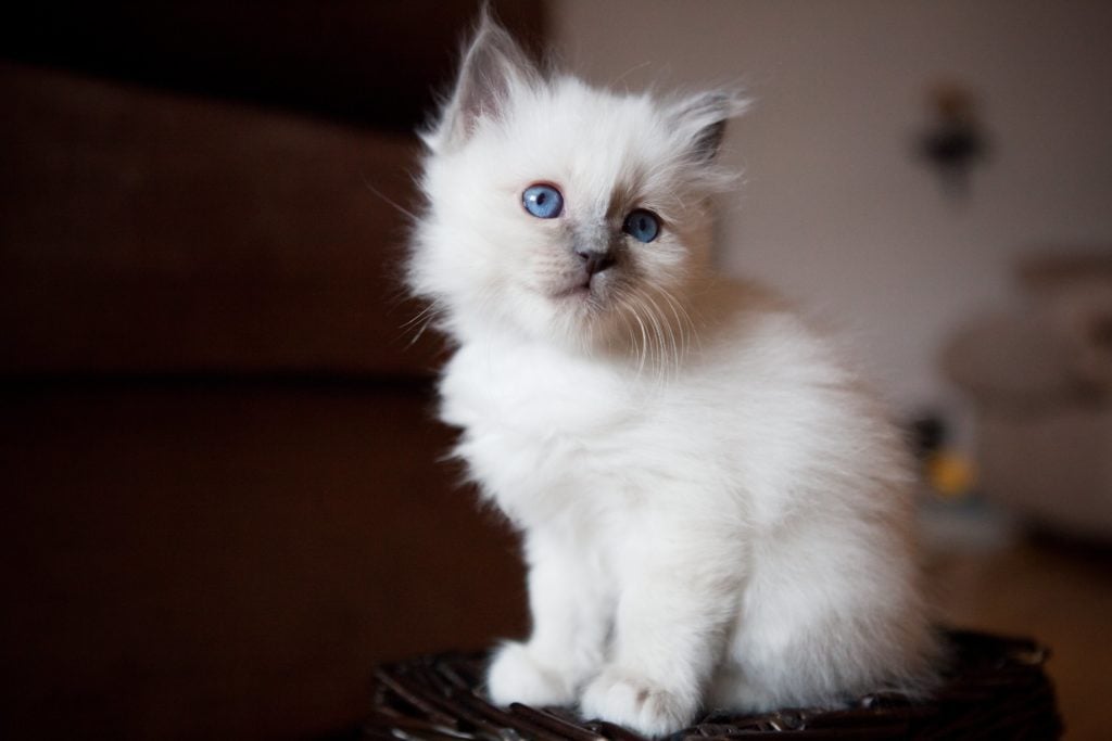 See The Cutest Cat Breeds As Kittens | Reader's Digest