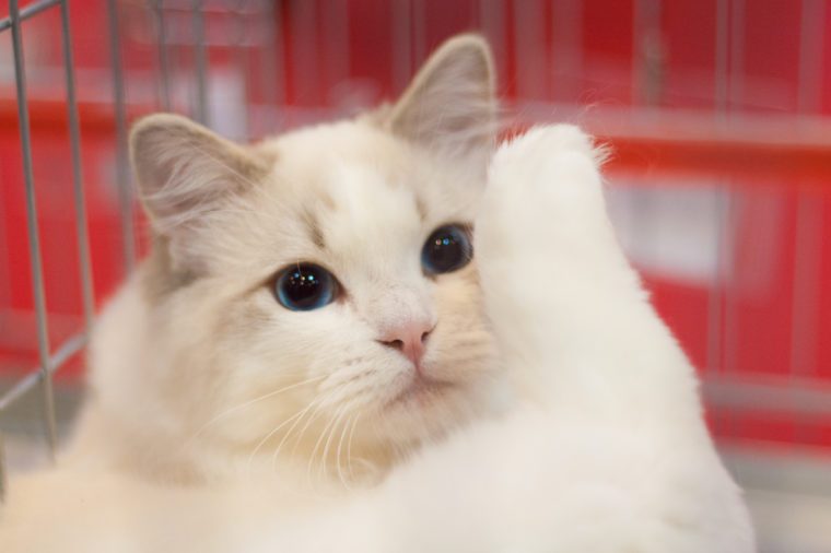 See The Cutest Cat Breeds As Kittens Readers Digest