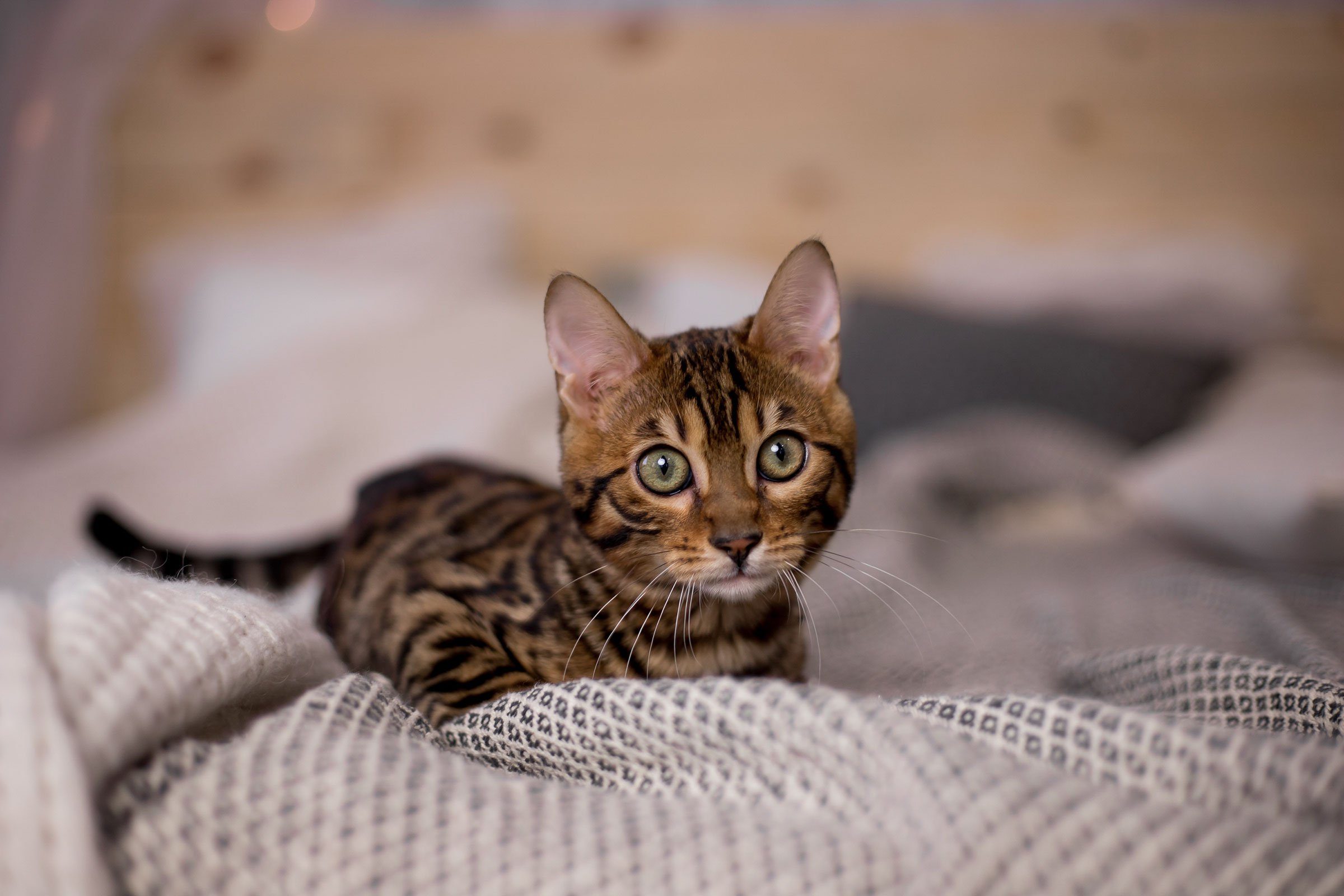 See the Cutest Cat Breeds as Kittens | Reader's Digest