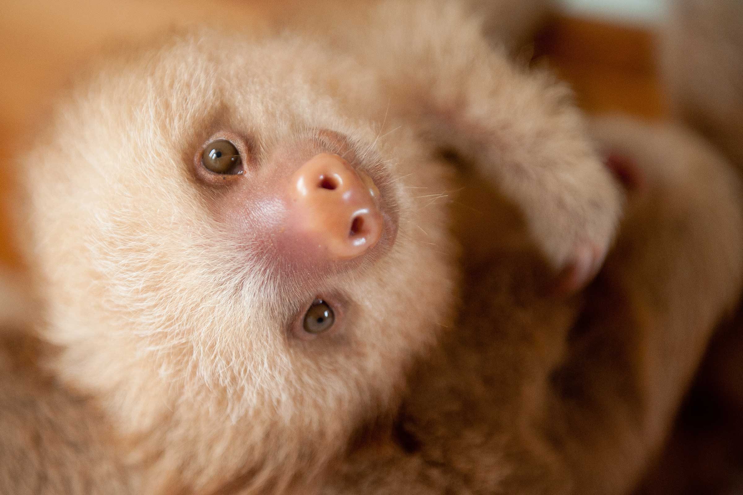 snax the sloth very