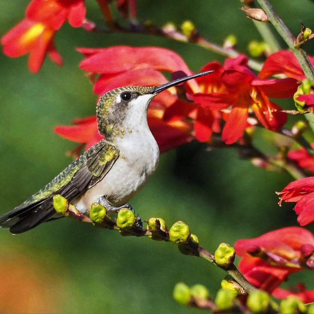 Six Plants And Flowers That Will Attract More Hummingbirds To Your Garden My Xxx Hot Girl 1087