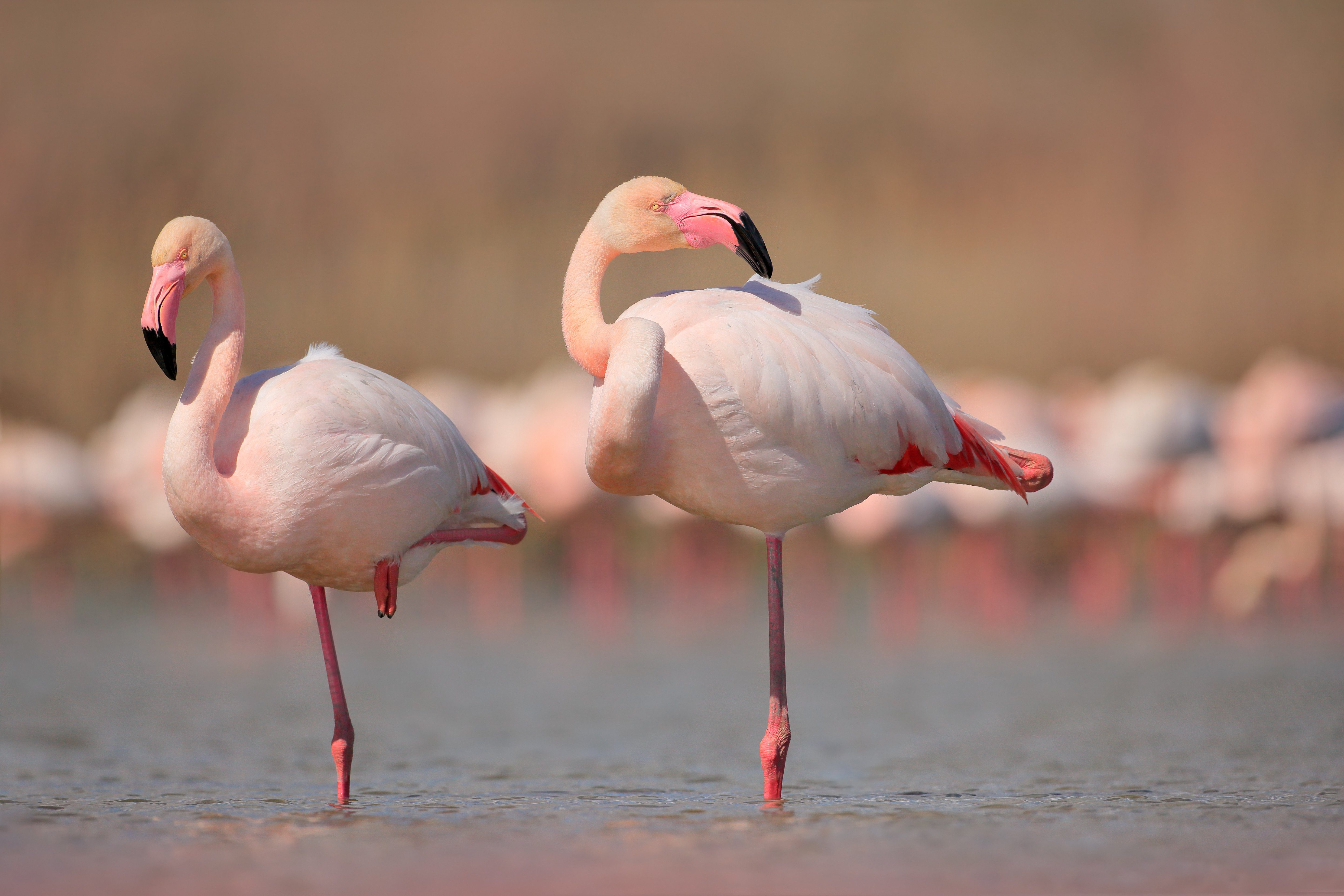 Pink Big Birds Greater Flamingos Phoenicopterus Ruber In The Water Camargue France. Flamingos Cleaning Feathers. Wildlife Animal Scene From Nature 