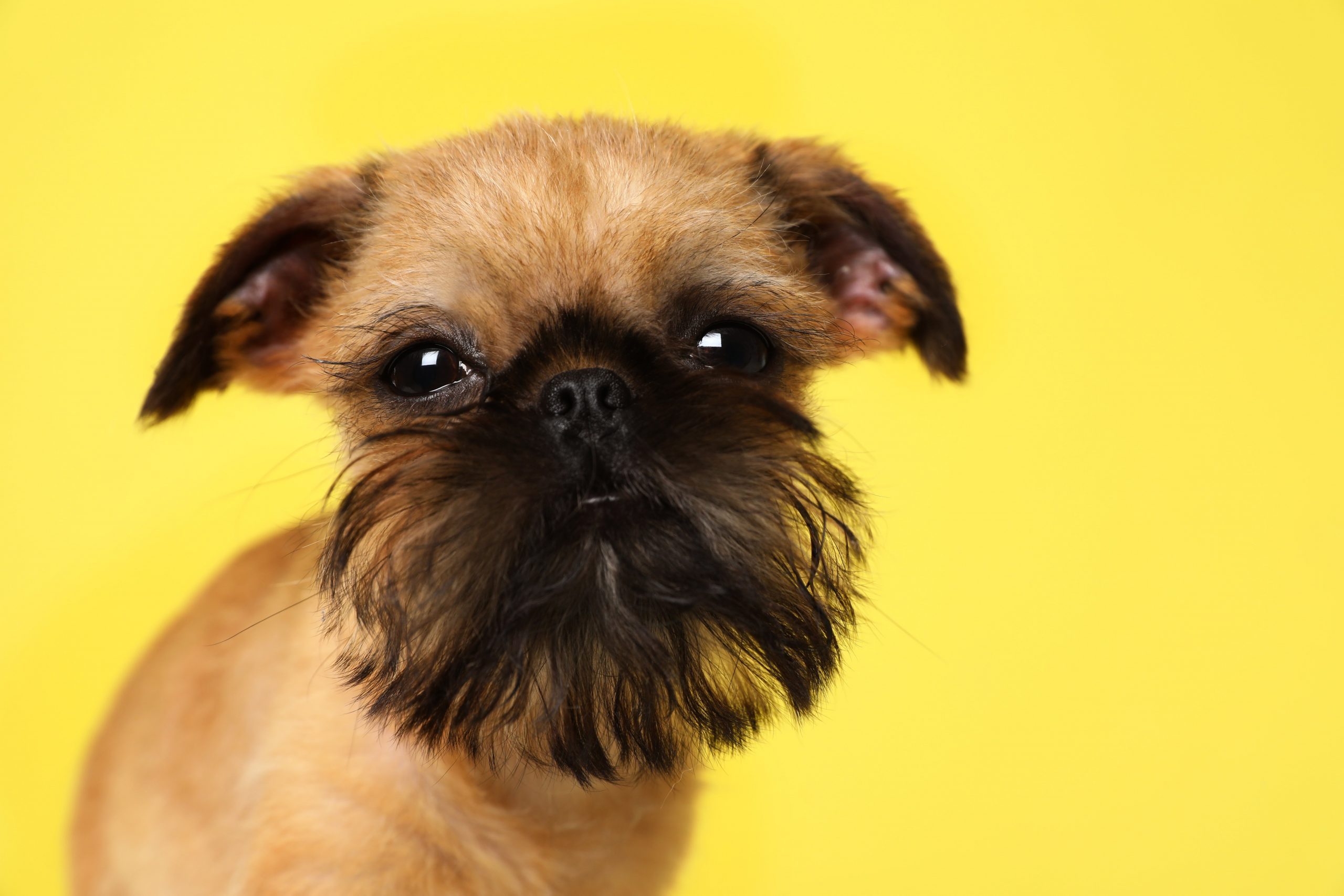 10 Adorable Dogs That Stay Small | Reader's Digest Canada