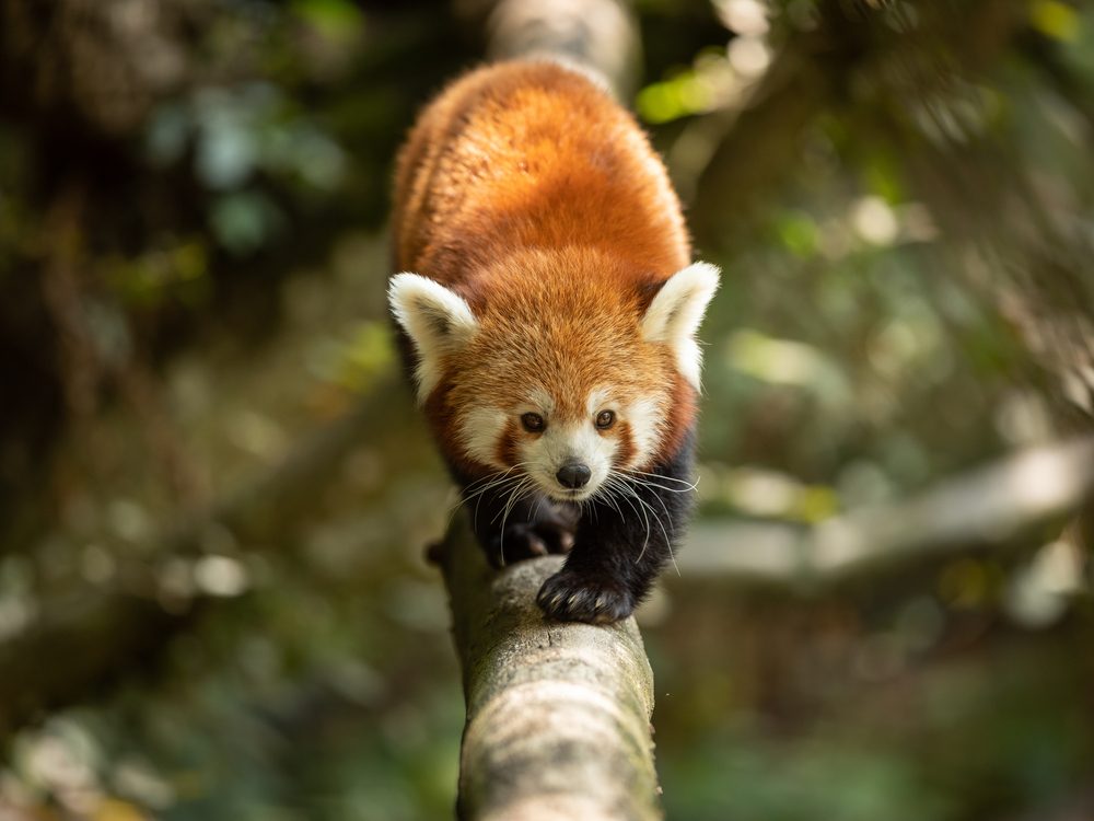 How Many Red Pandas Are Left in the Wild? Reader's Digest Canada