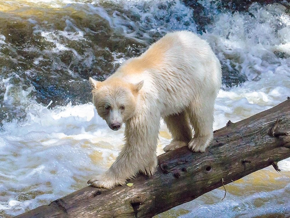 searching-for-spirit-bears-in-b-c-s-great-bear-rainforest-our-canada