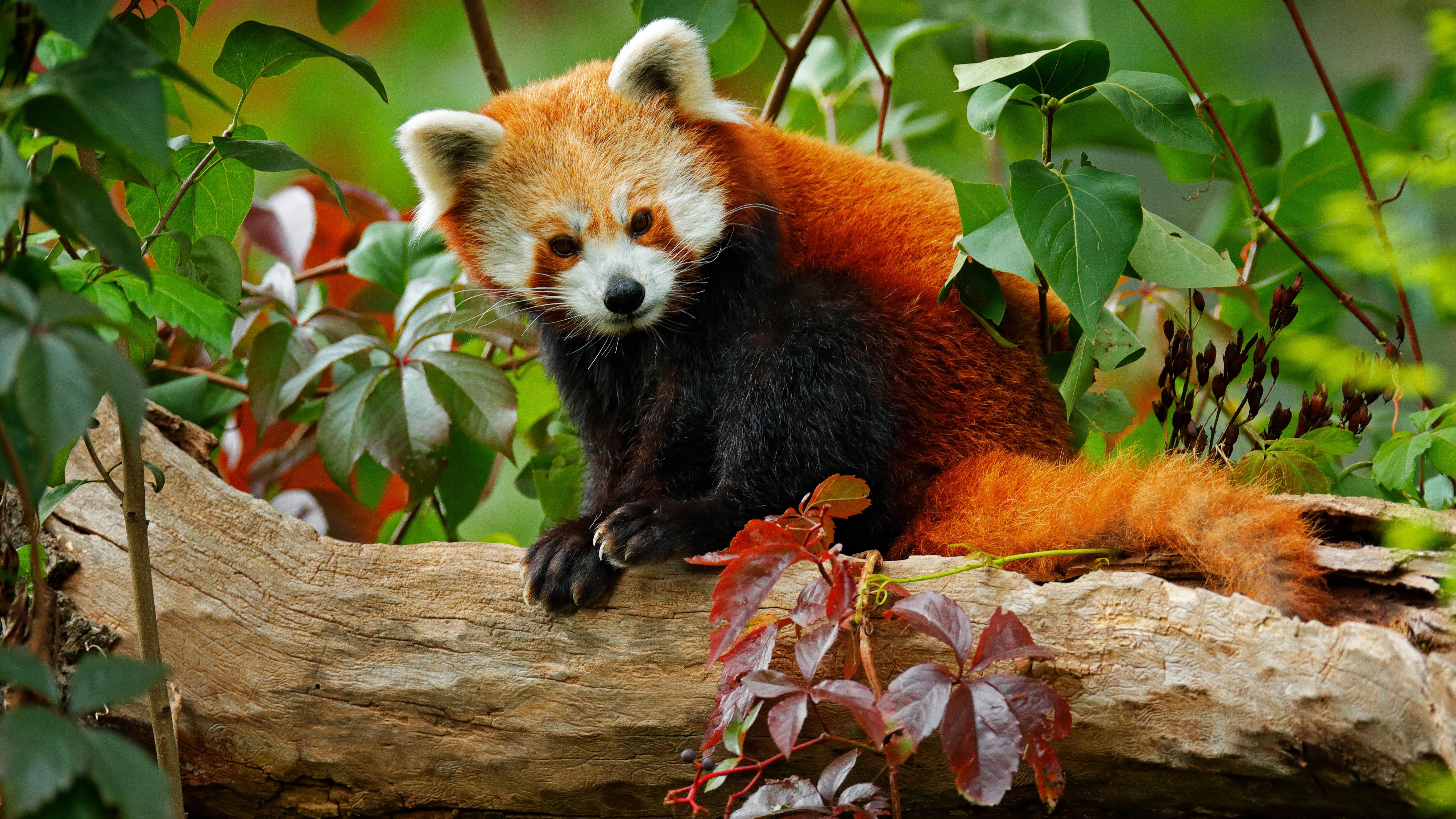 How Many Red Pandas Are Left In The Wild Reader s Digest Canada