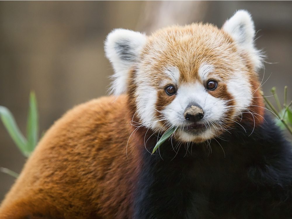 How Many Red Pandas Are Left in the Wild? | Reader's Digest Canada