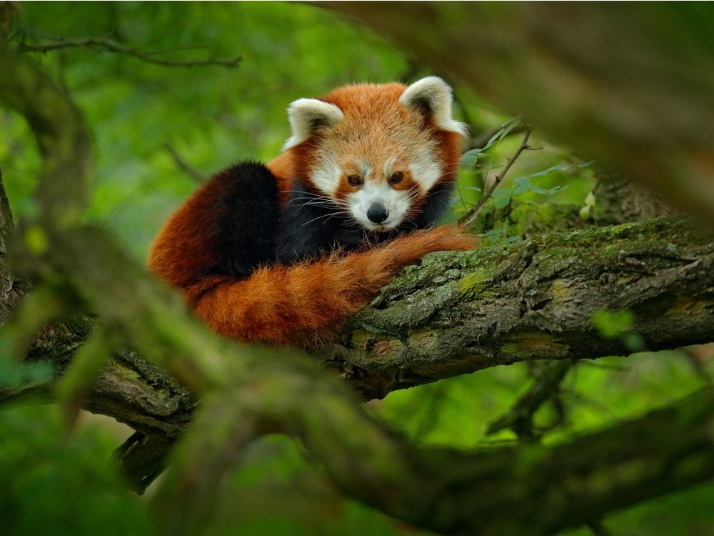 How Many Red Pandas Are Left in the Wild? | Reader's Digest Canada