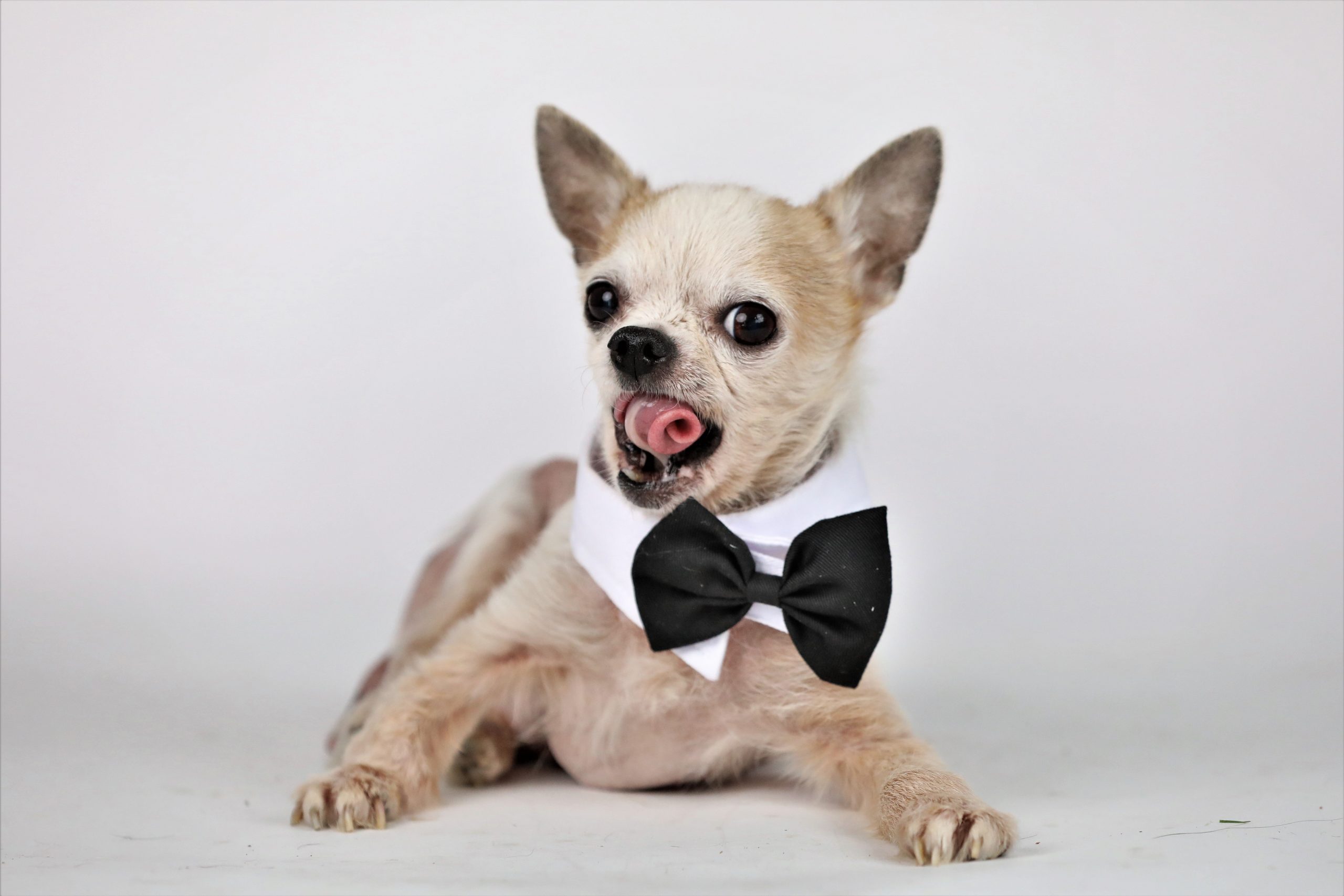 50 Ugly Dogs That Are Still So Darn Cute Reader S Digest Canada