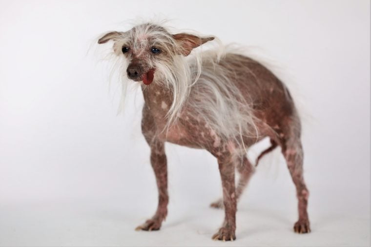 50 Ugly Dogs That Are Still So Darn 