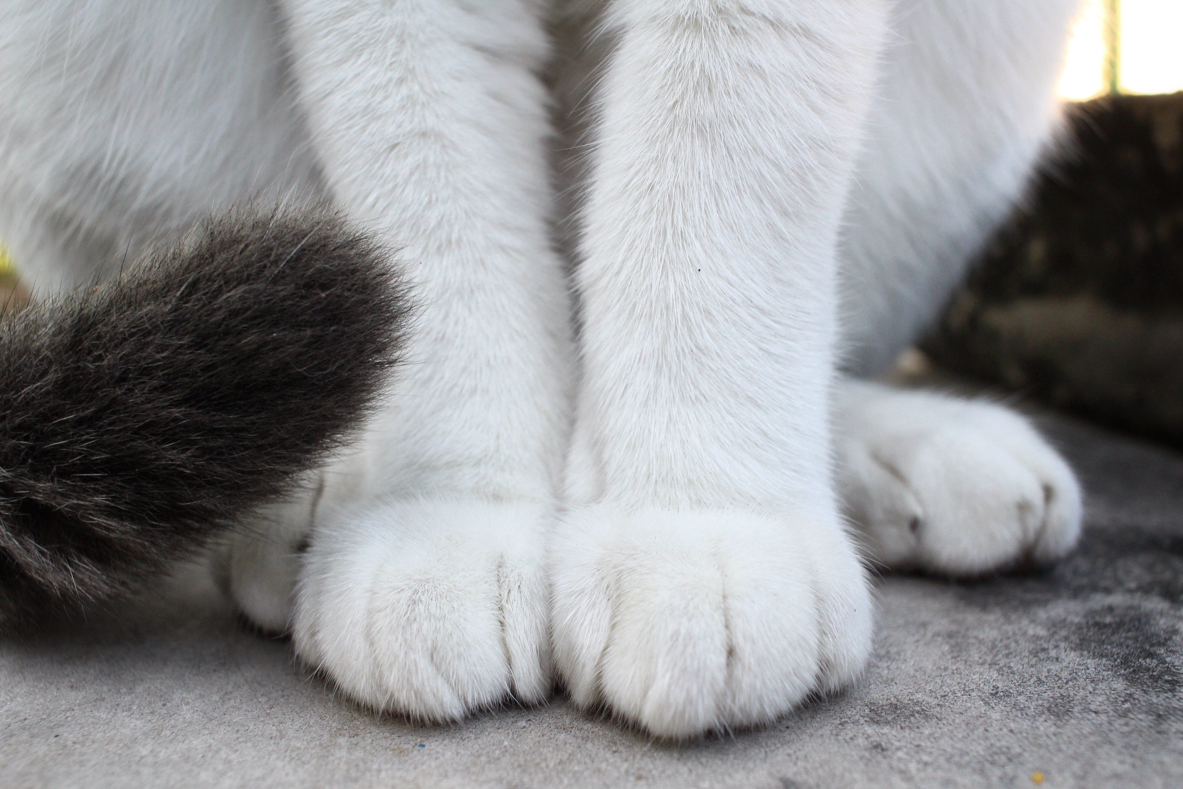 21 Cat Facts That Are Purrfectly Fascinating Reader's Digest Canada