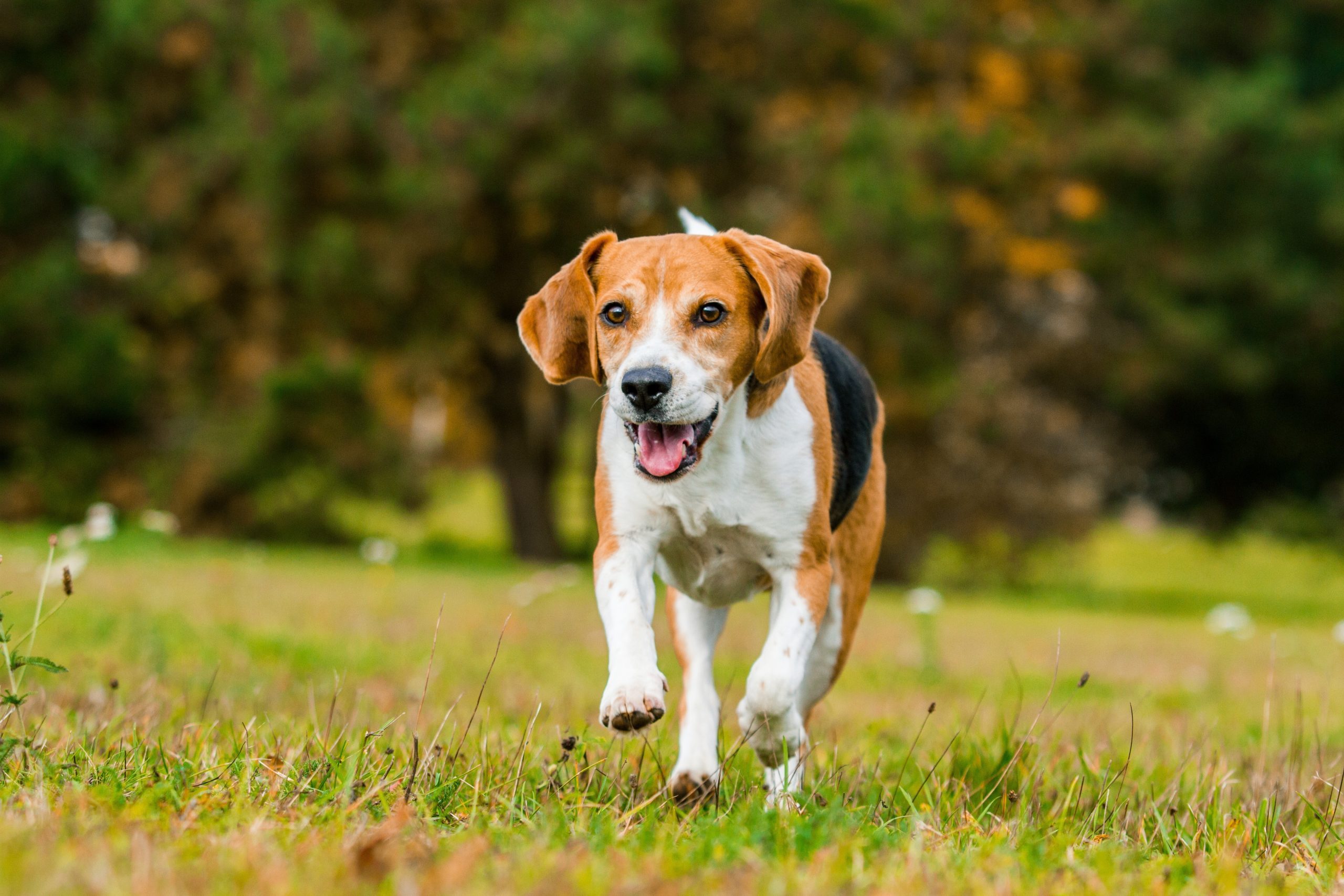 Scared of Dog Bites? Here Are the Safest Dog Breeds | Reader's Digest