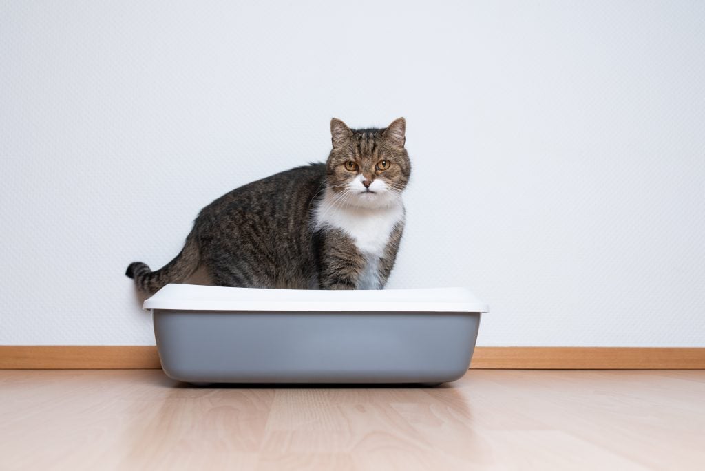 How Do Cats Know How to Use a Litter Box? | Reader's Digest