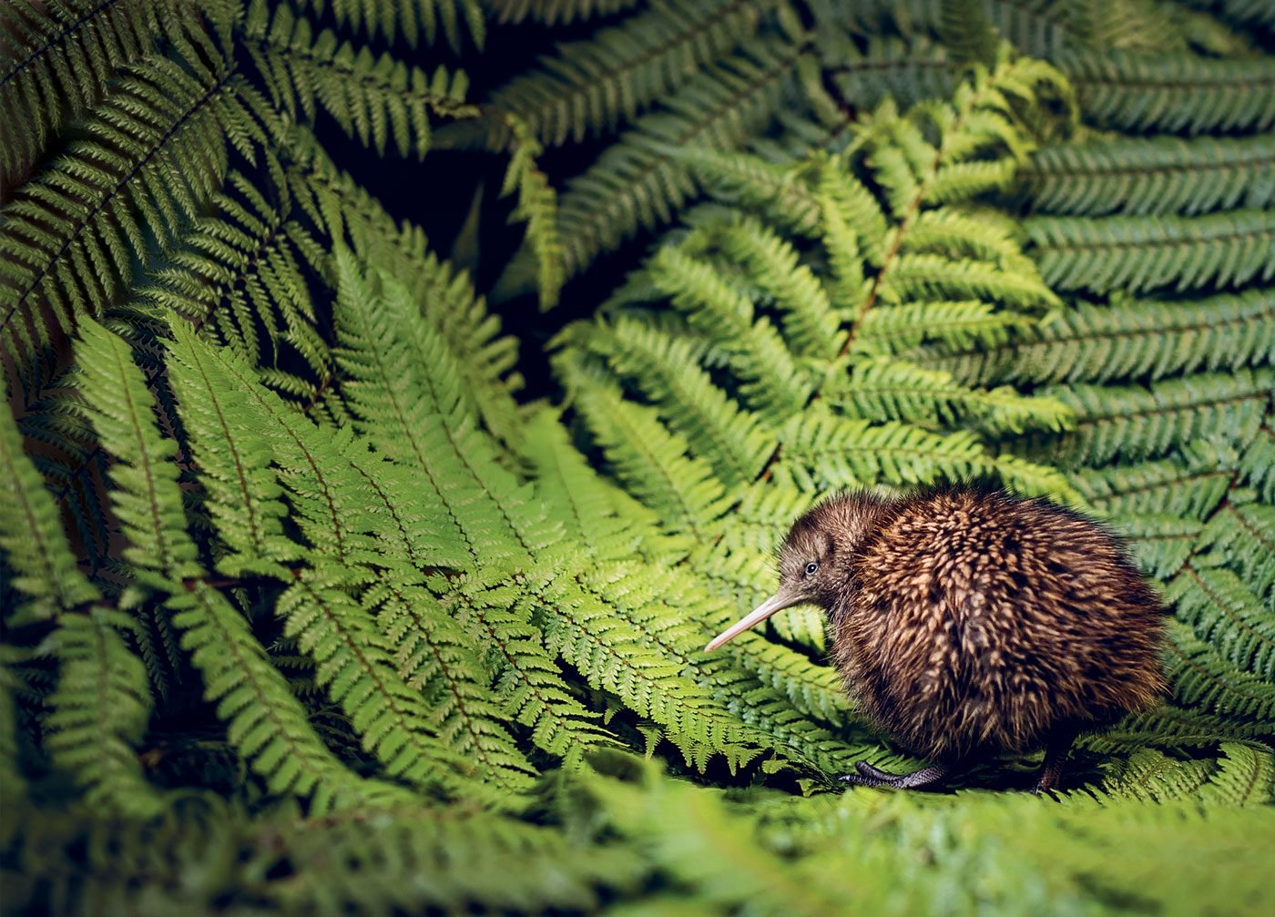 New Zealand's Kiwi Bird is in Danger of Disappearing | Reader's Digest