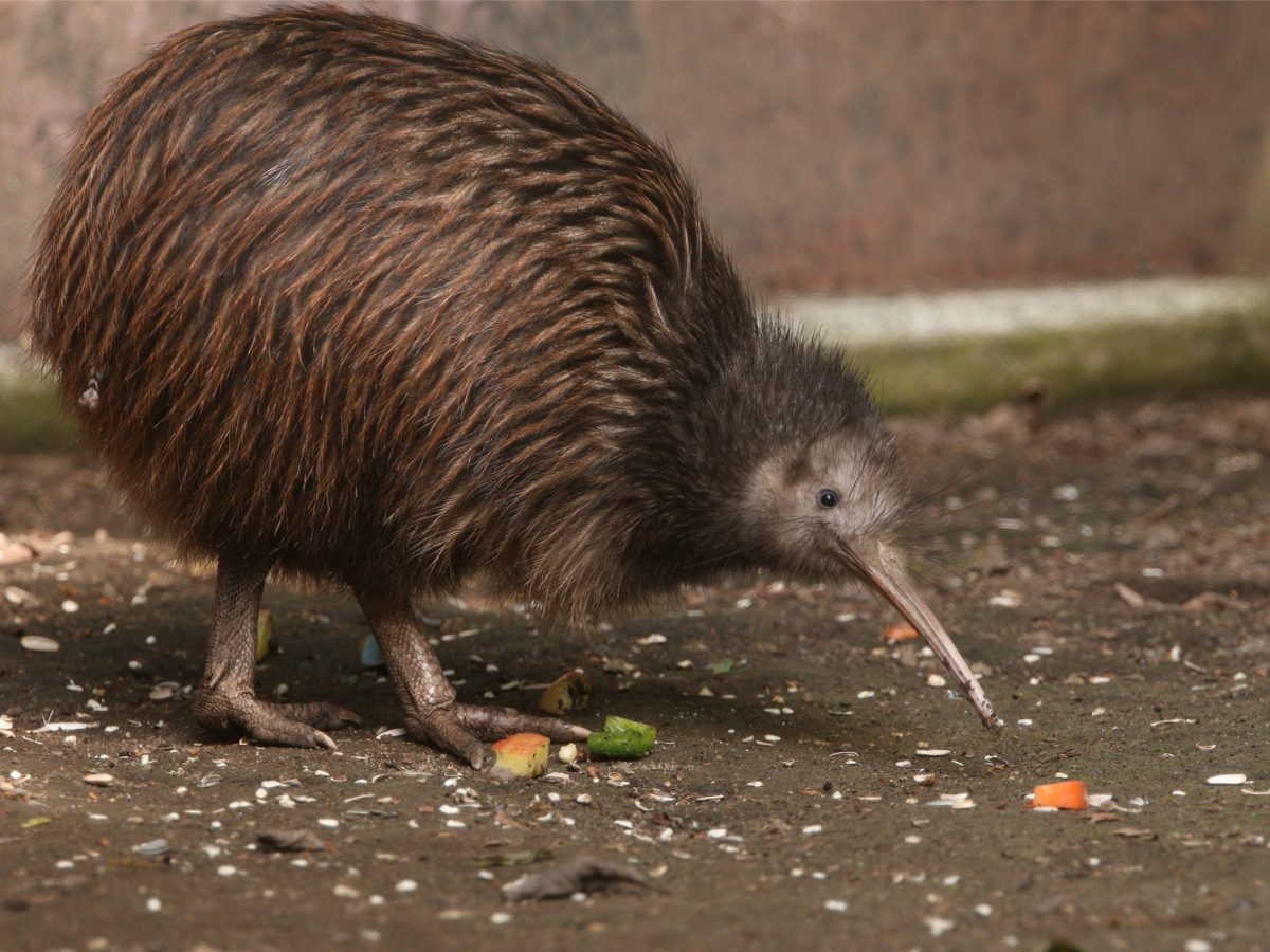 New Zealand's Kiwi Bird is in Danger of Disappearing | Reader's Digest