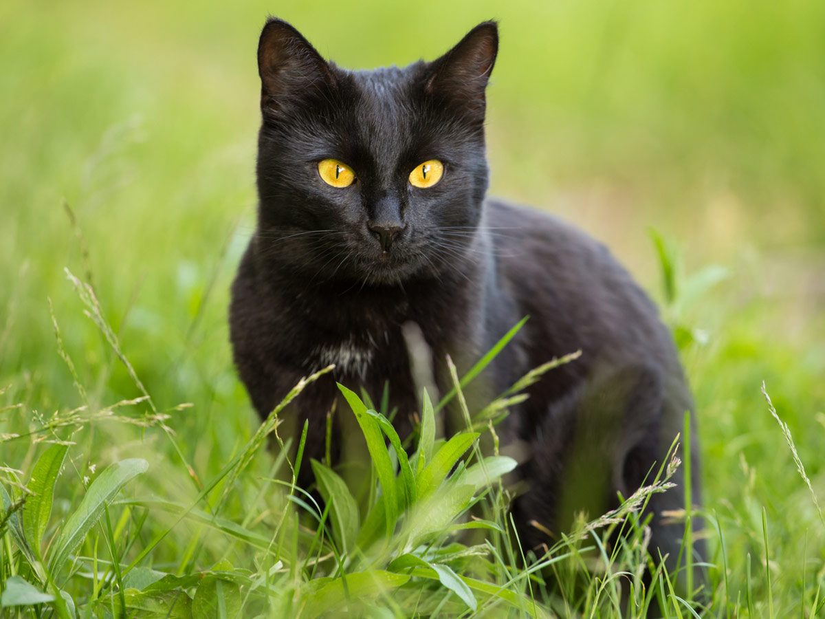 Most Affectionate Cat Breeds | Reader's Digest Canada