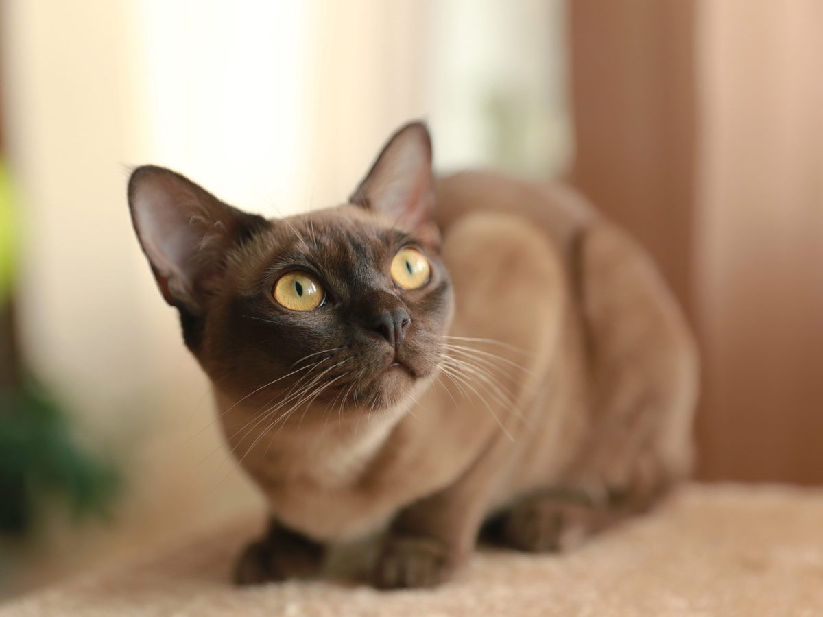 Most Affectionate Cat Breeds | Reader's Digest Canada