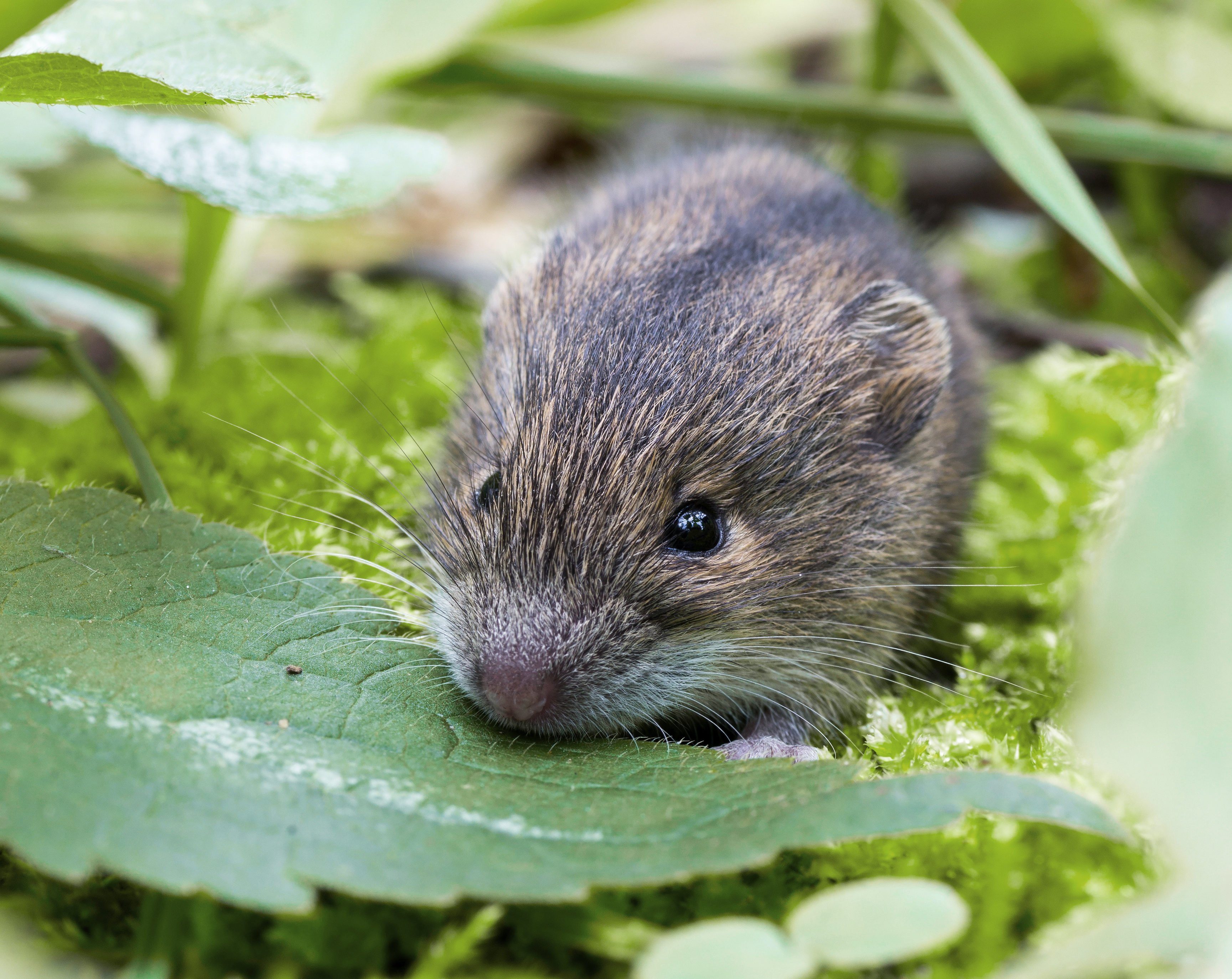 forest birch mouse (Sicista betulina) small in its natural habitat.; Shutterstock ID 650589304; Job (TFH, TOH, RD, BNB, CWM, CM): -