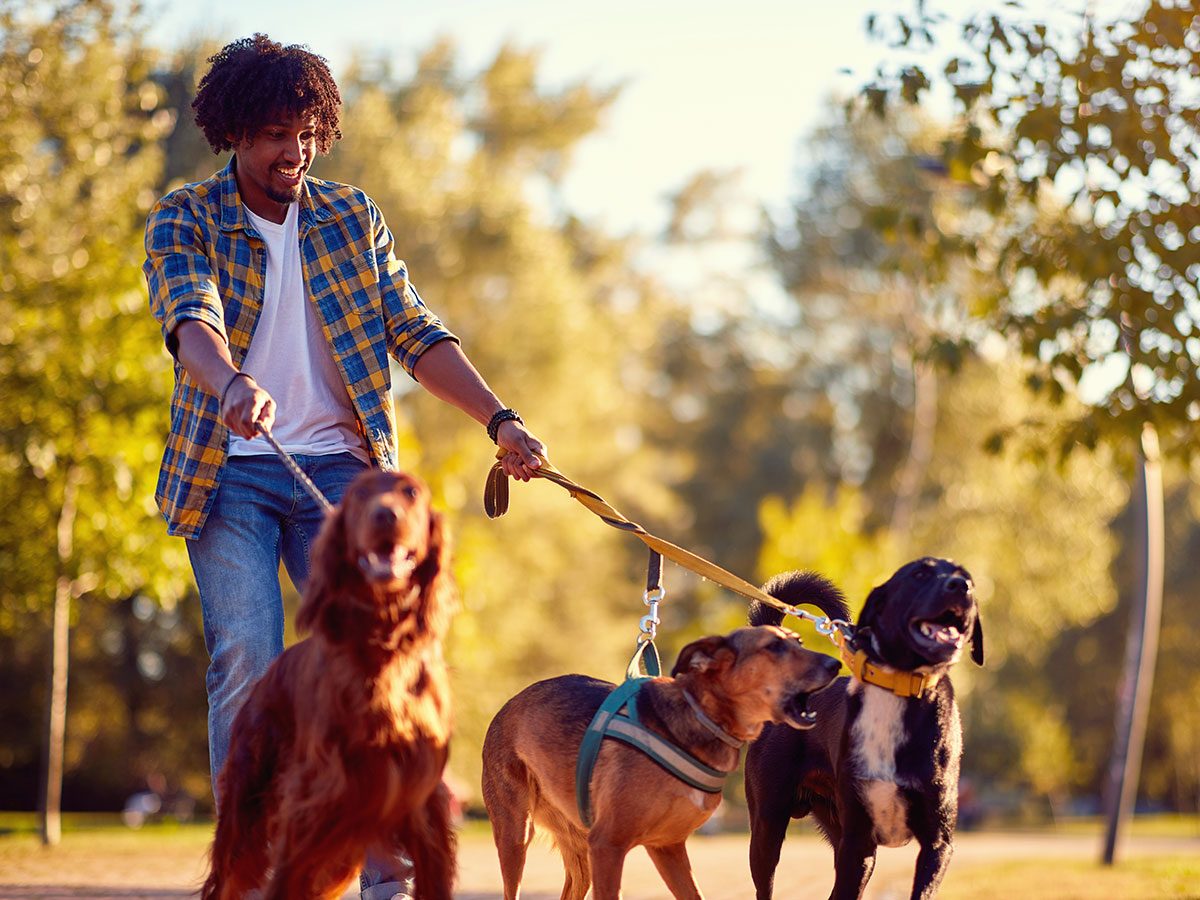 Walking 10,000 steps a day - walking dogs