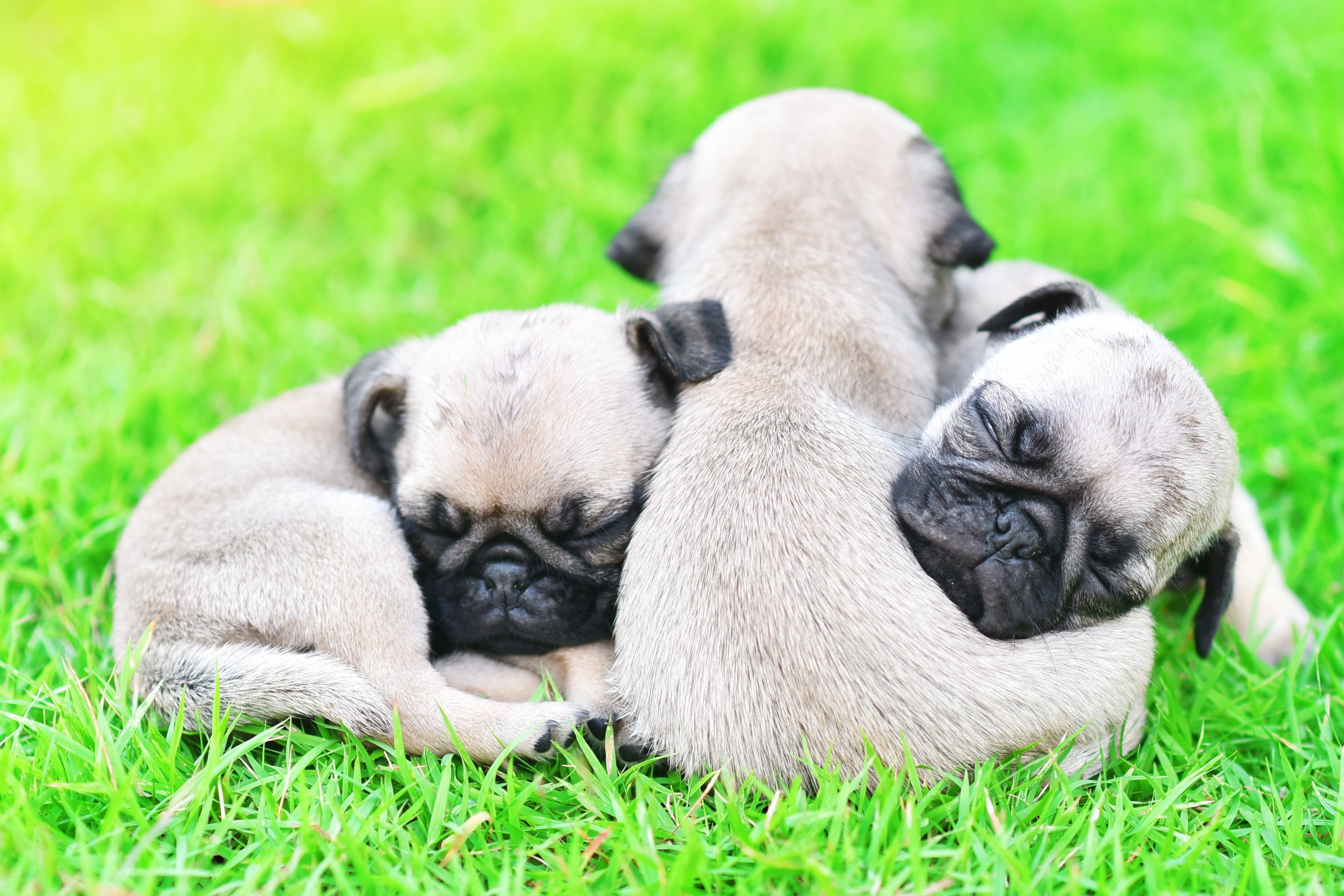 30 Adorable Pug Pictures That’ll Make You Want to Adopt One