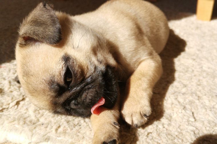 30 Adorable Pug Pictures That Ll Make You Want To Adopt One