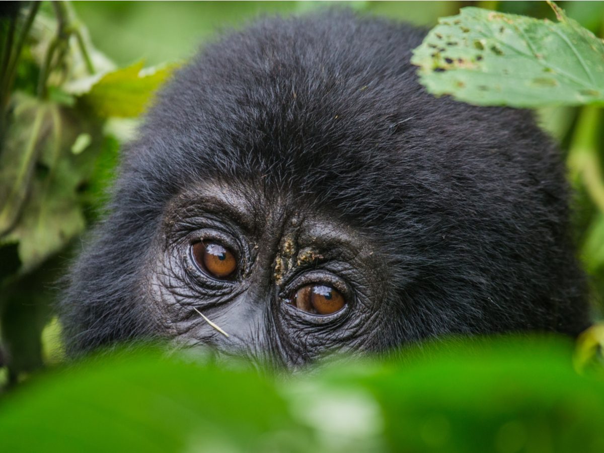 Portrait of a mountain gorilla