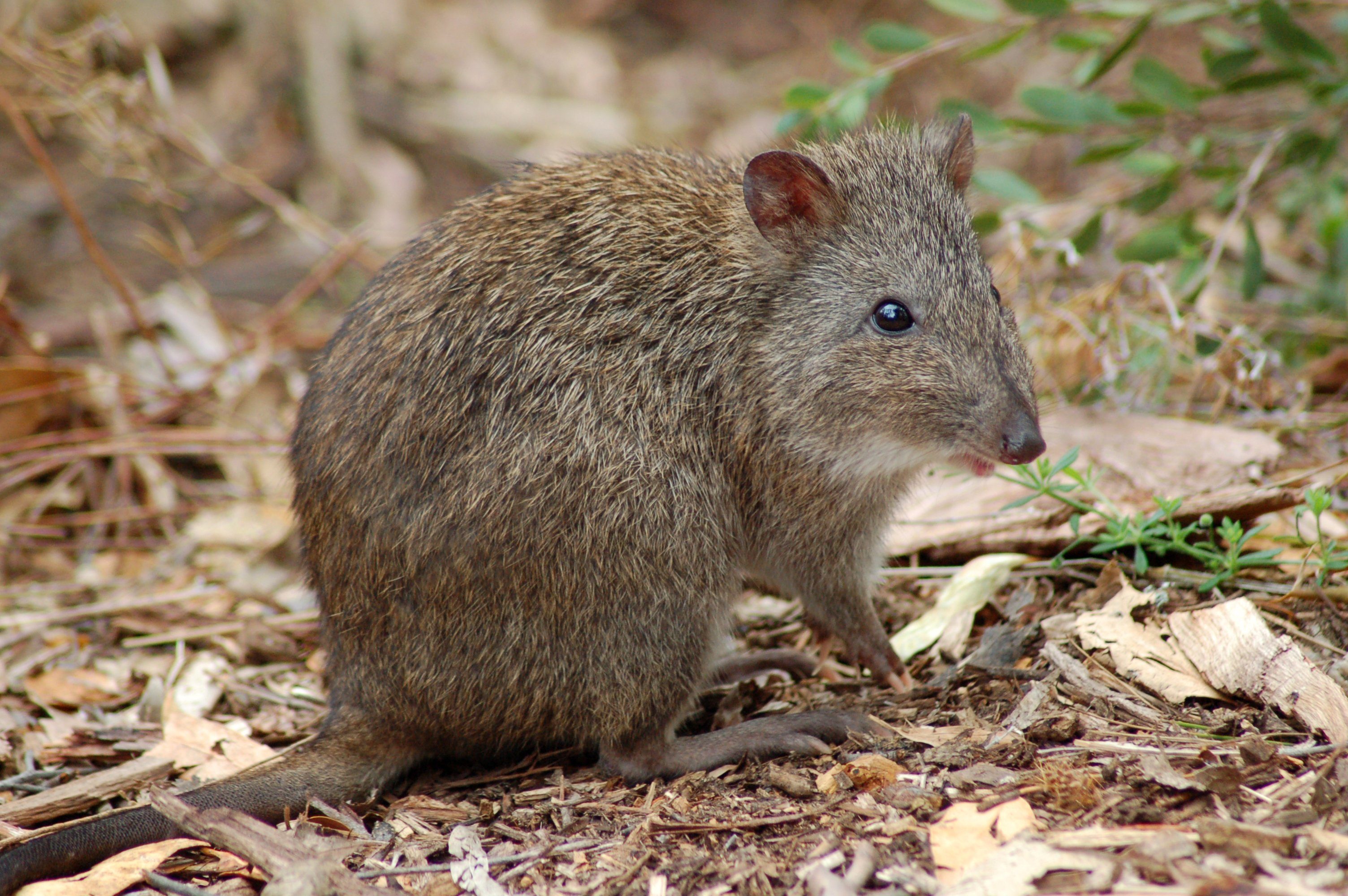 Animals That May Be Extinct After the Australia Wildfires