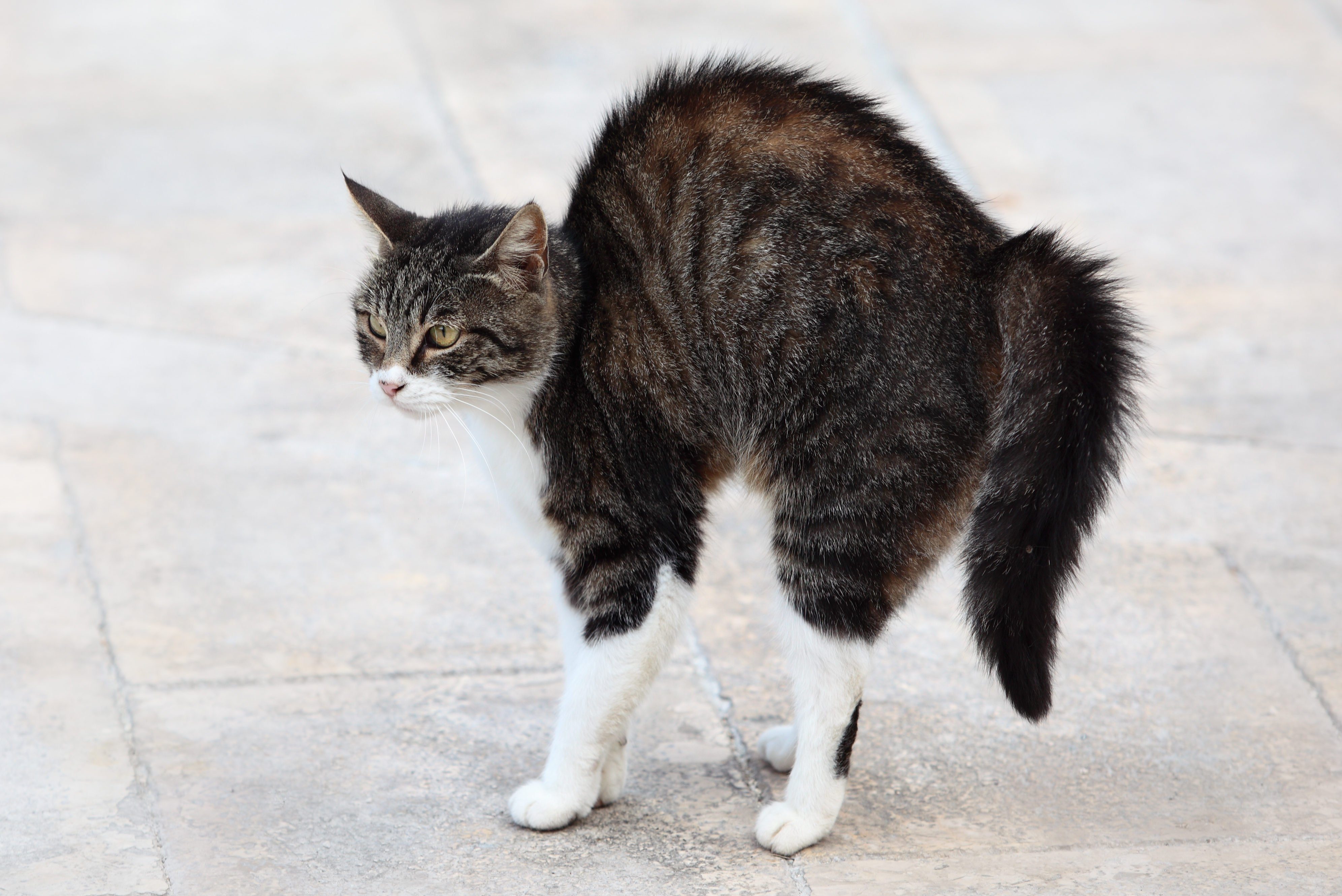 Secrets Your Cat s Tail Is Trying To Tell You Reader s Digest Canada