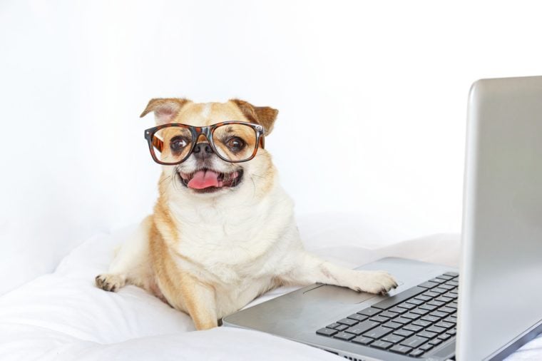 Funny Photos of Dogs “Working From Home” Reader's Digest Canada