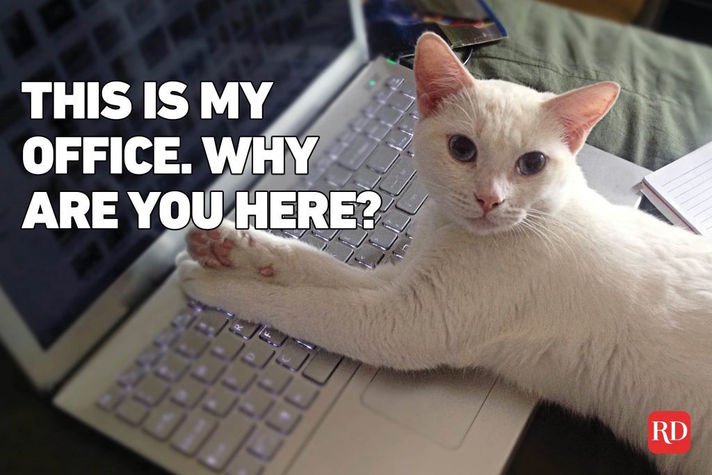 Working from Home Memes That Are Hilariously Accurate