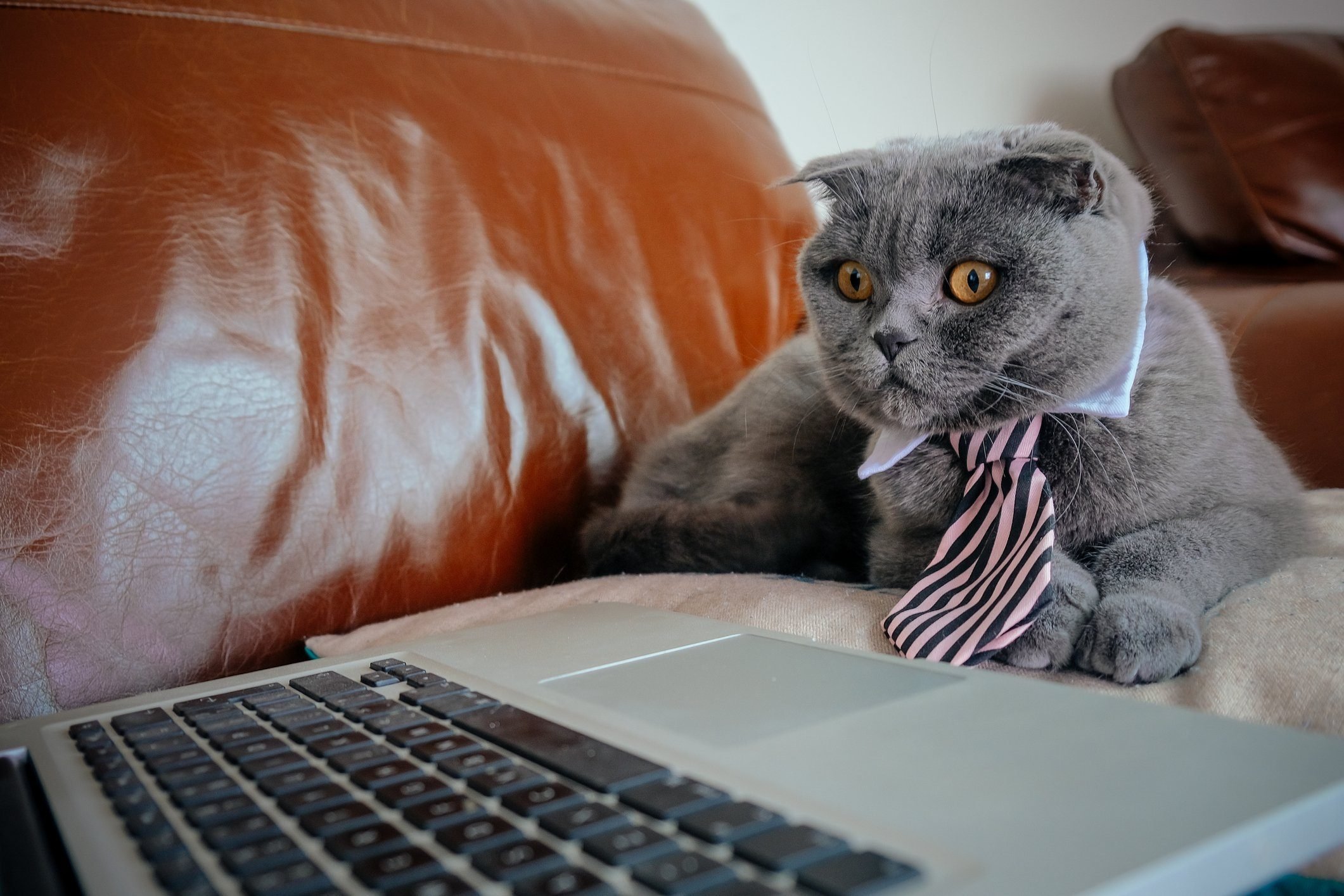 Funny Photos of Cats “Working from Home” Reader's Digest Canada