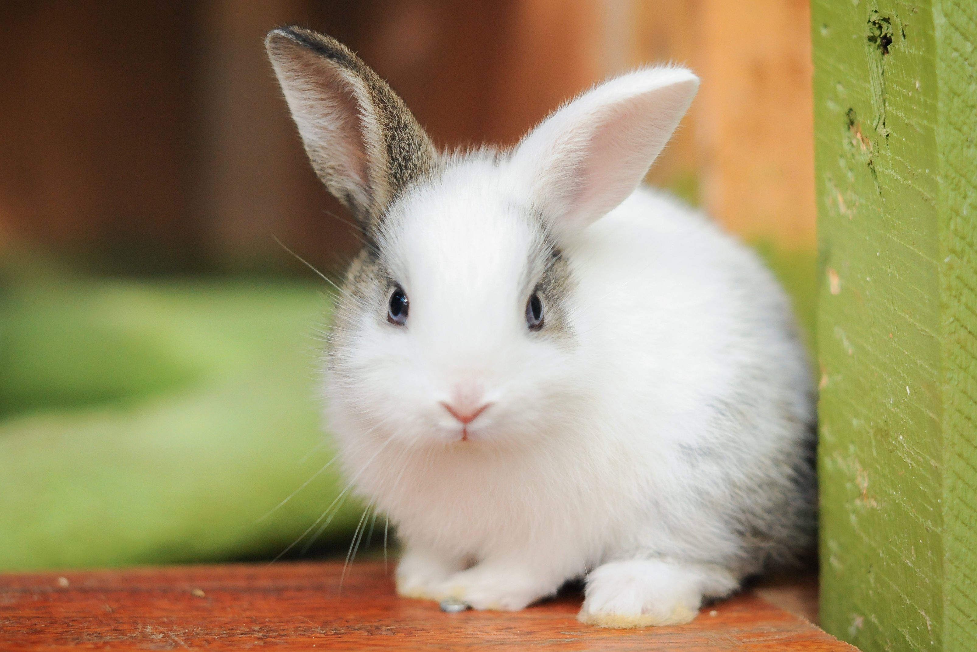 Cutest Bunnies You ll Want To Take Home Reader s Digest Canada