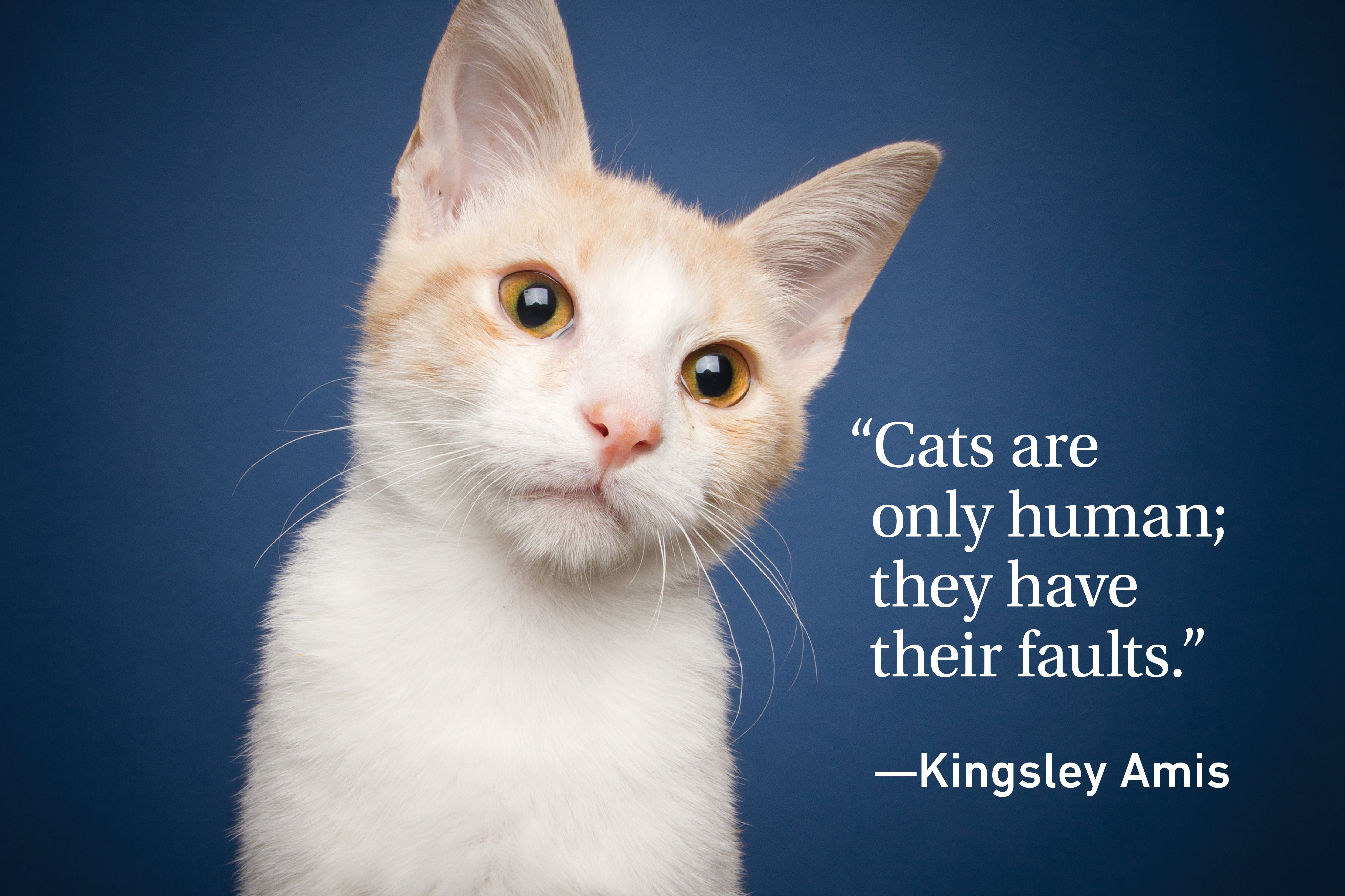 Cat Quotes Every Cat Owner Can Appreciate Reader s Digest Canada