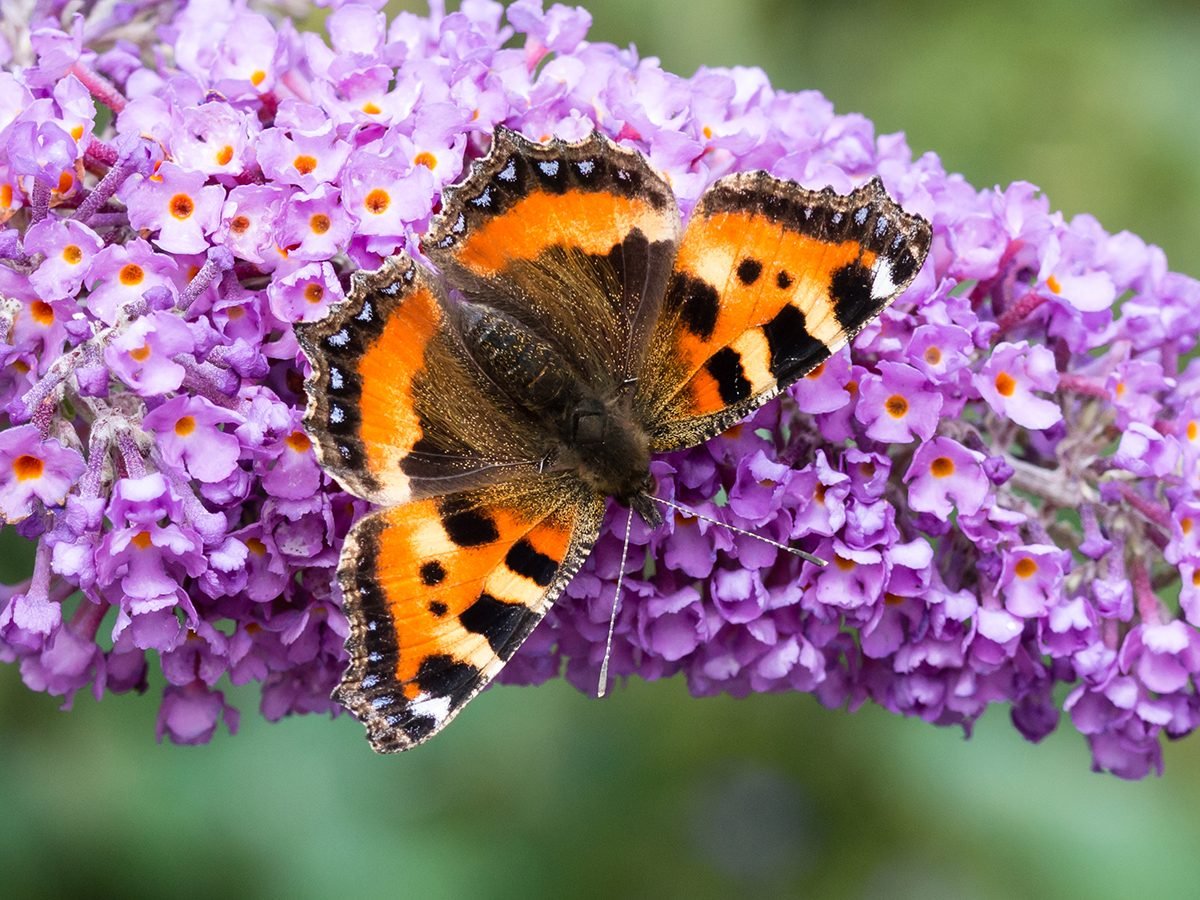 10 Plants That Attract Birds and Butterflies to Your Yard | Reader's Digest