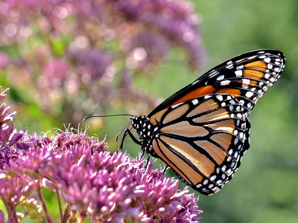 10 Plants That Attract Butterflies and Birds to Your Yard | Reader's Digest