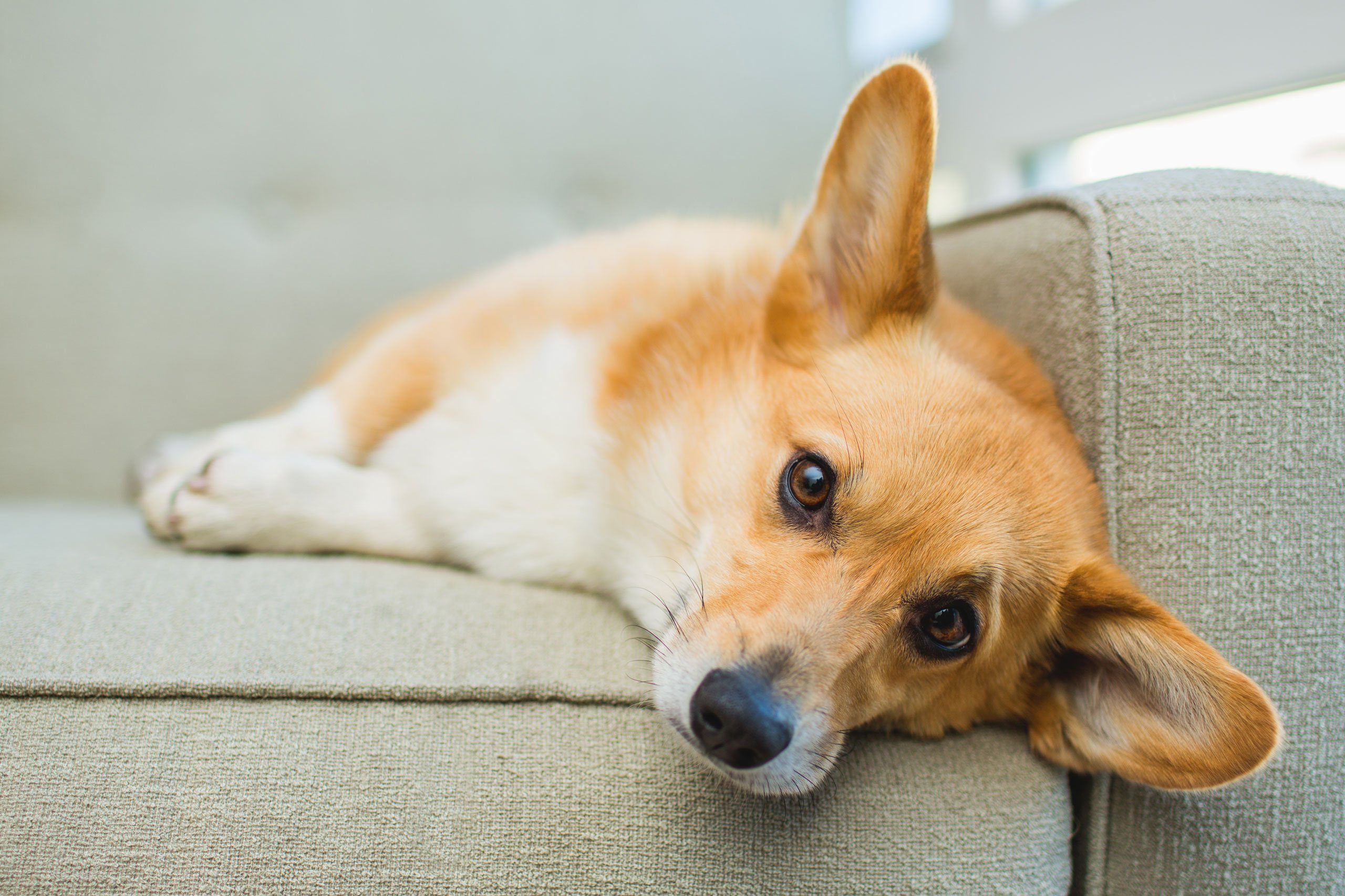 Signs Your Dog Wants Some Alone Time | Reader's Digest Canada