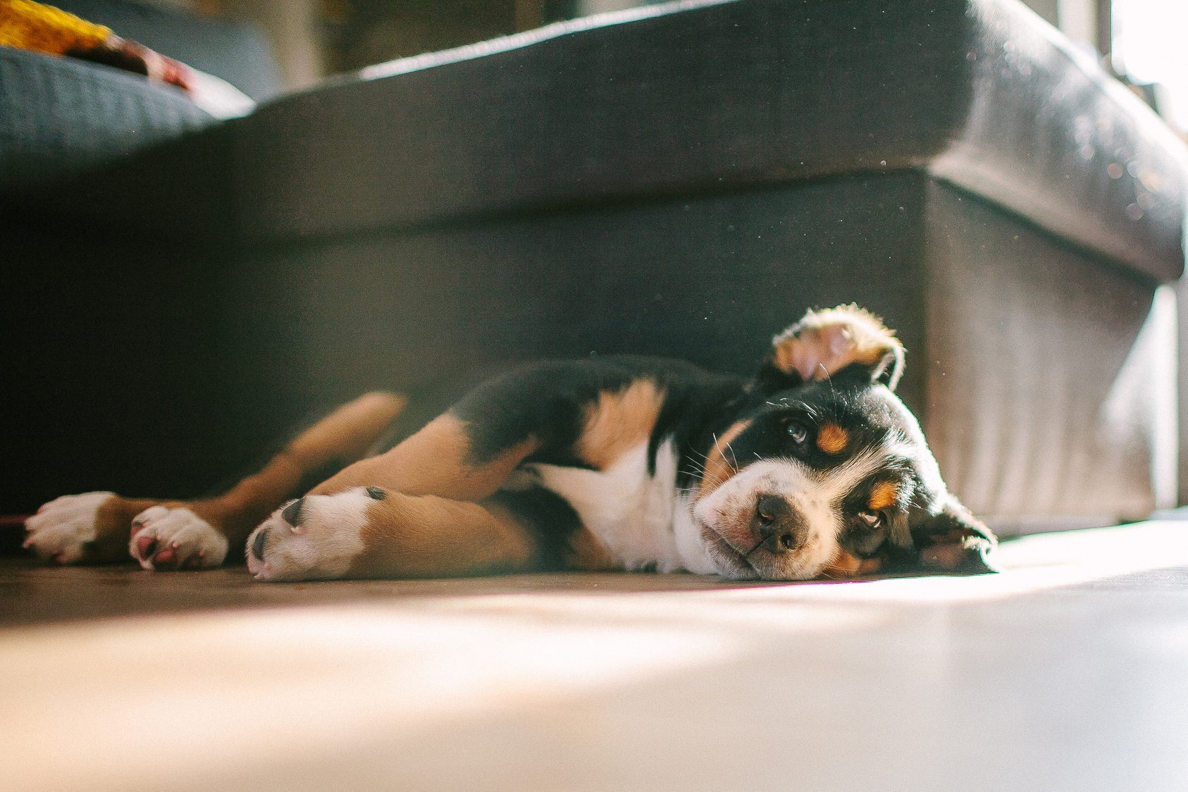 Signs Your Dog Wants Some Alone Time | Reader's Digest Canada