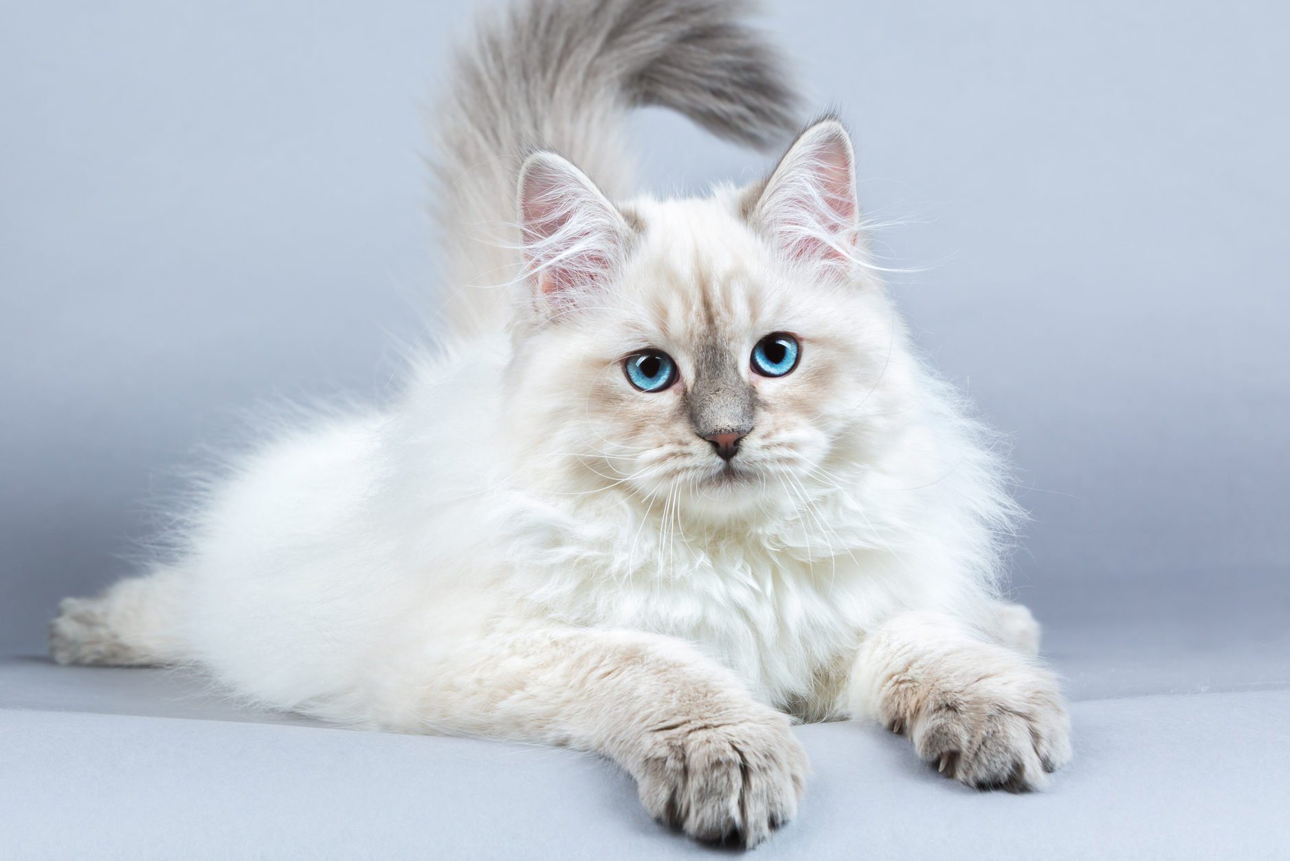Portrait of Siberian kitten, studio shoot