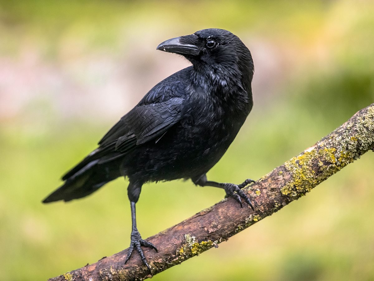 Great Canadian Bird Stories: Close Encounters of a Feathered Kind