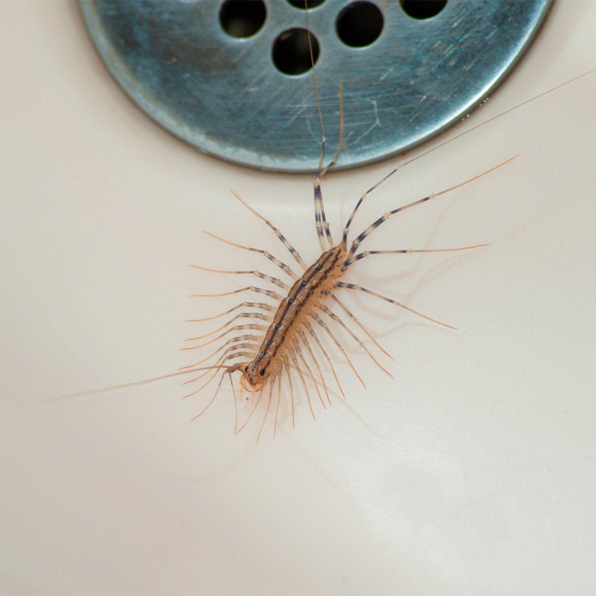 Here s Why You Should Never Kill A House Centipede