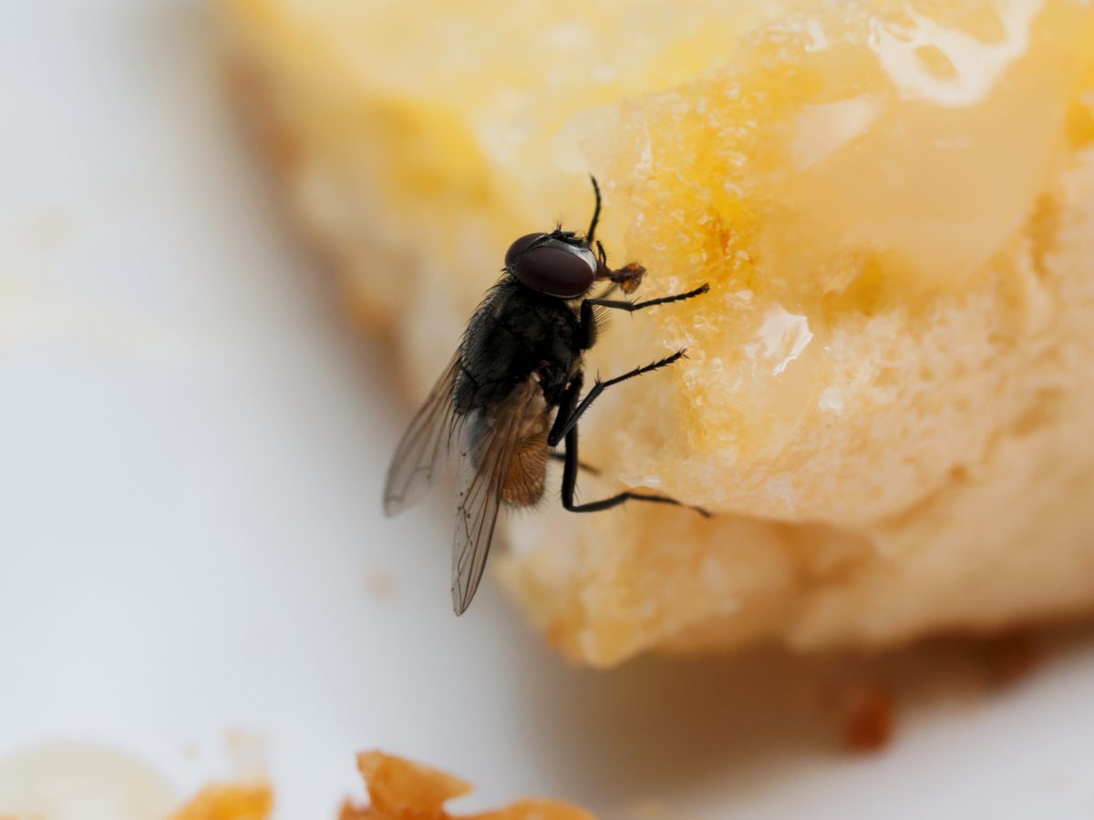 the-gross-truth-about-what-happens-when-a-fly-lands-in-your-food