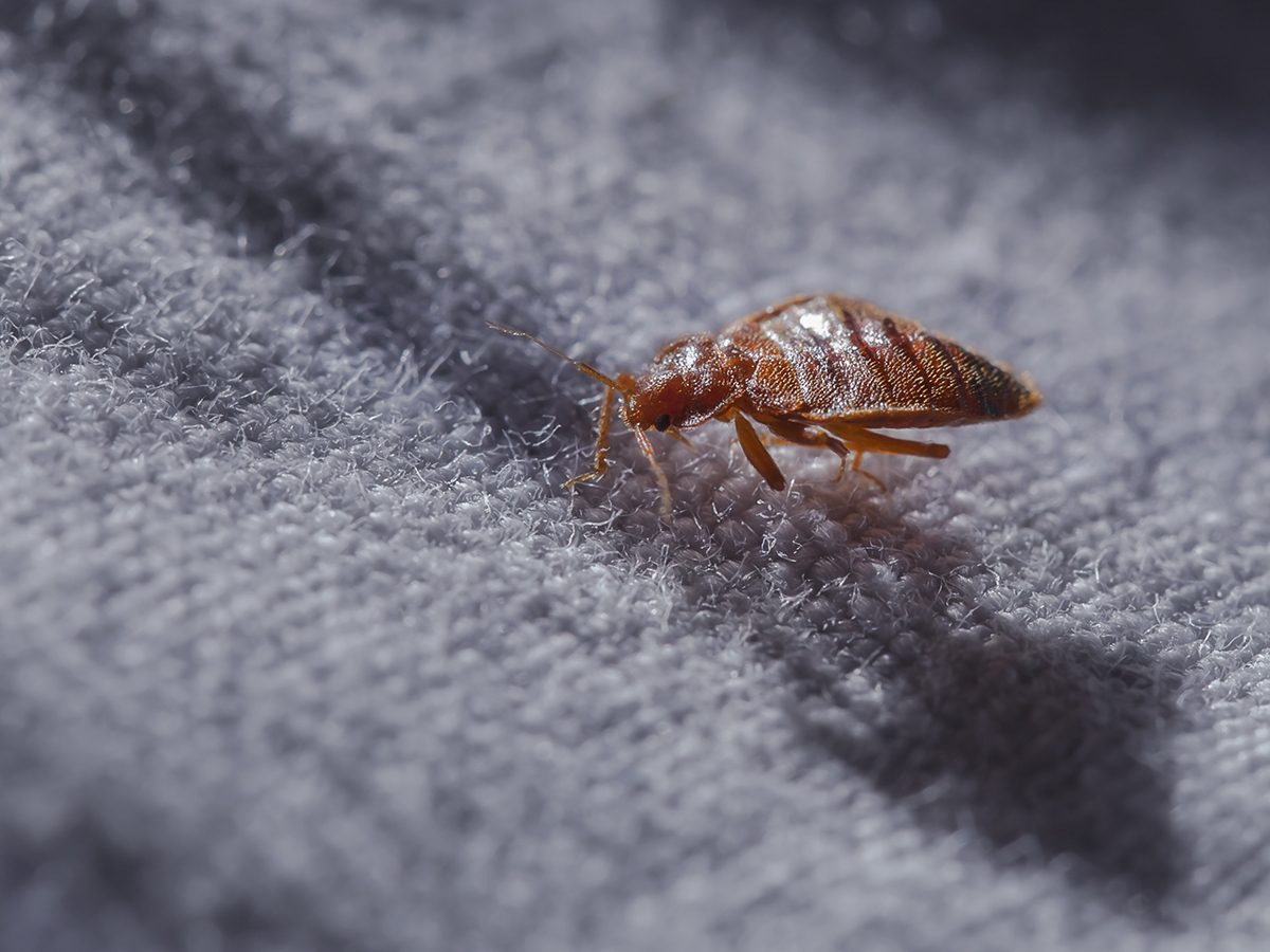 the-10-most-disgusting-house-bugs-and-how-to-get-rid-of-them