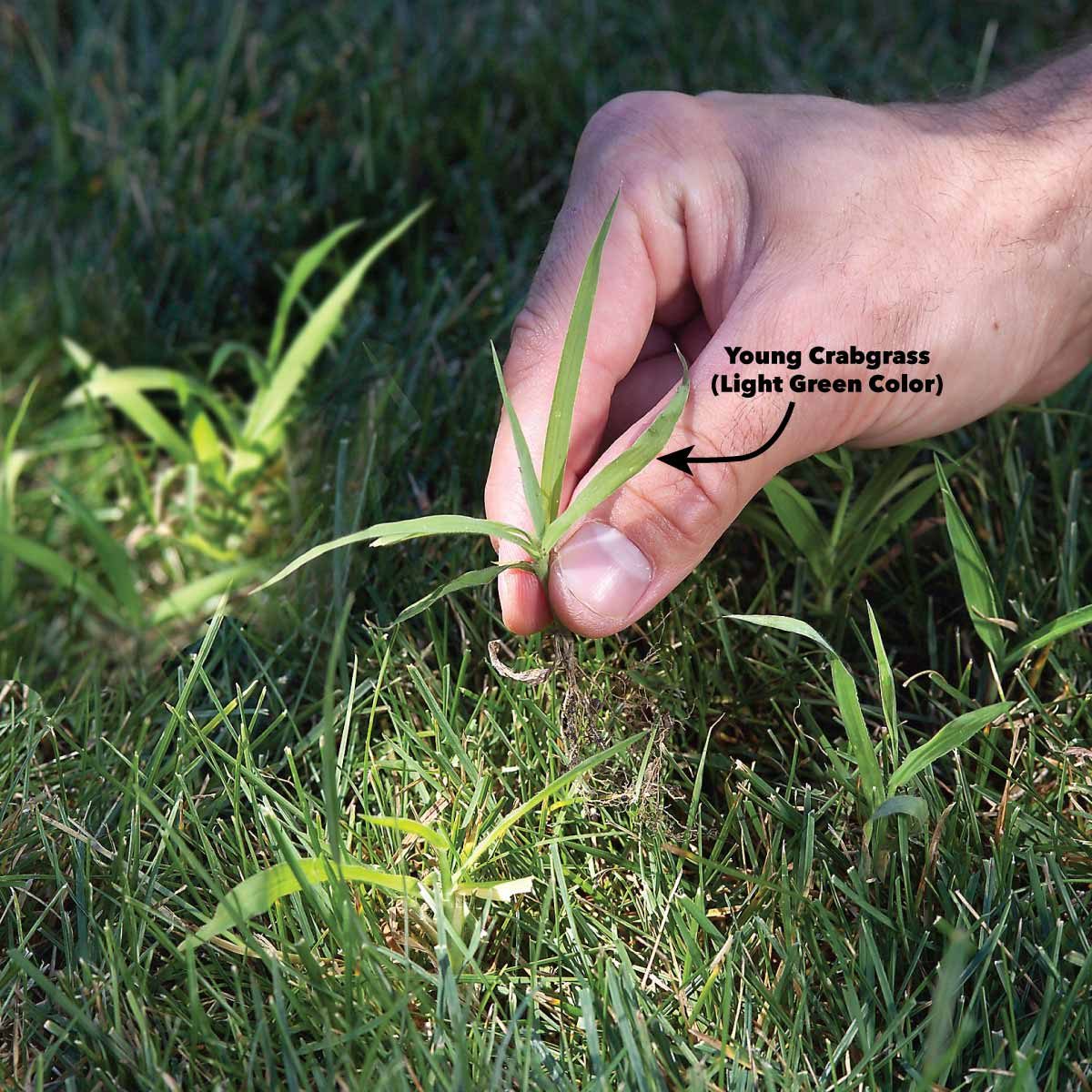 How To Get Rid Of Crabgrass A Step By Step Guide Readers Digest 