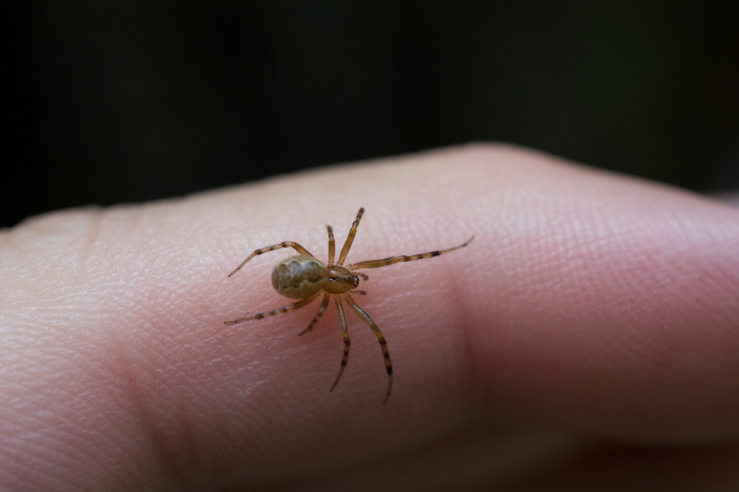 What Spider Bites Look Like—and When to Call the Doctor | RD.ca