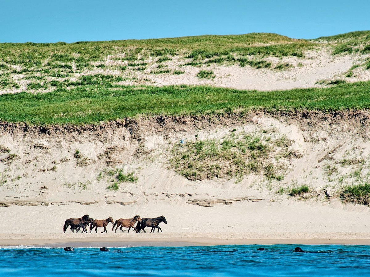 The Wild Horses of Sable Island, Nova Scotia Our Canada