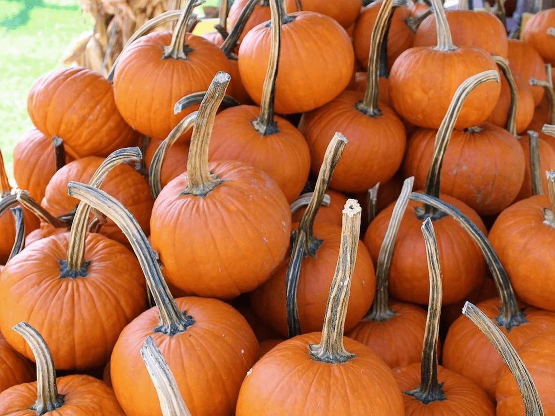 What To Do With Your Pumpkins After Halloween | Reader's Digest Canada