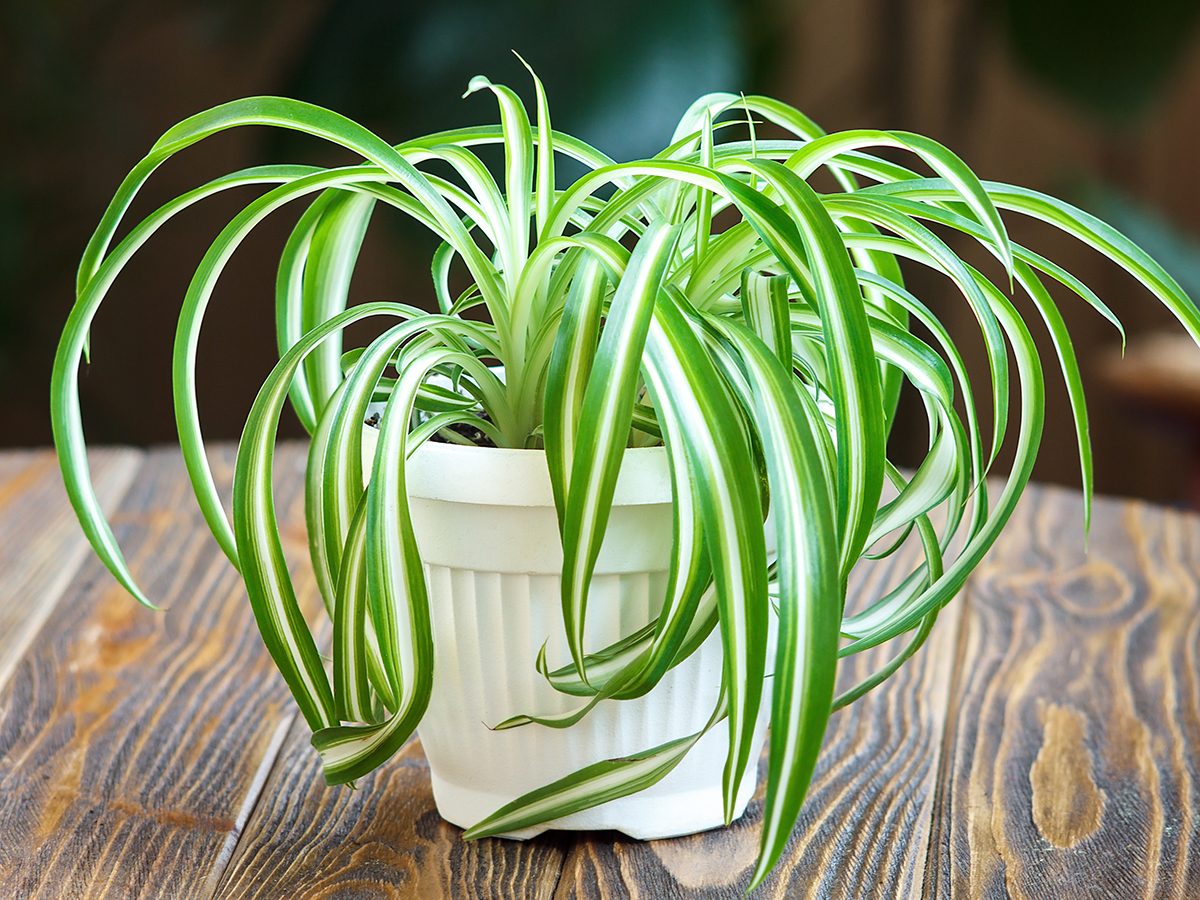 10 Hardy Indoor Plants You (Probably) Can't Kill | Reader's Digest Canada