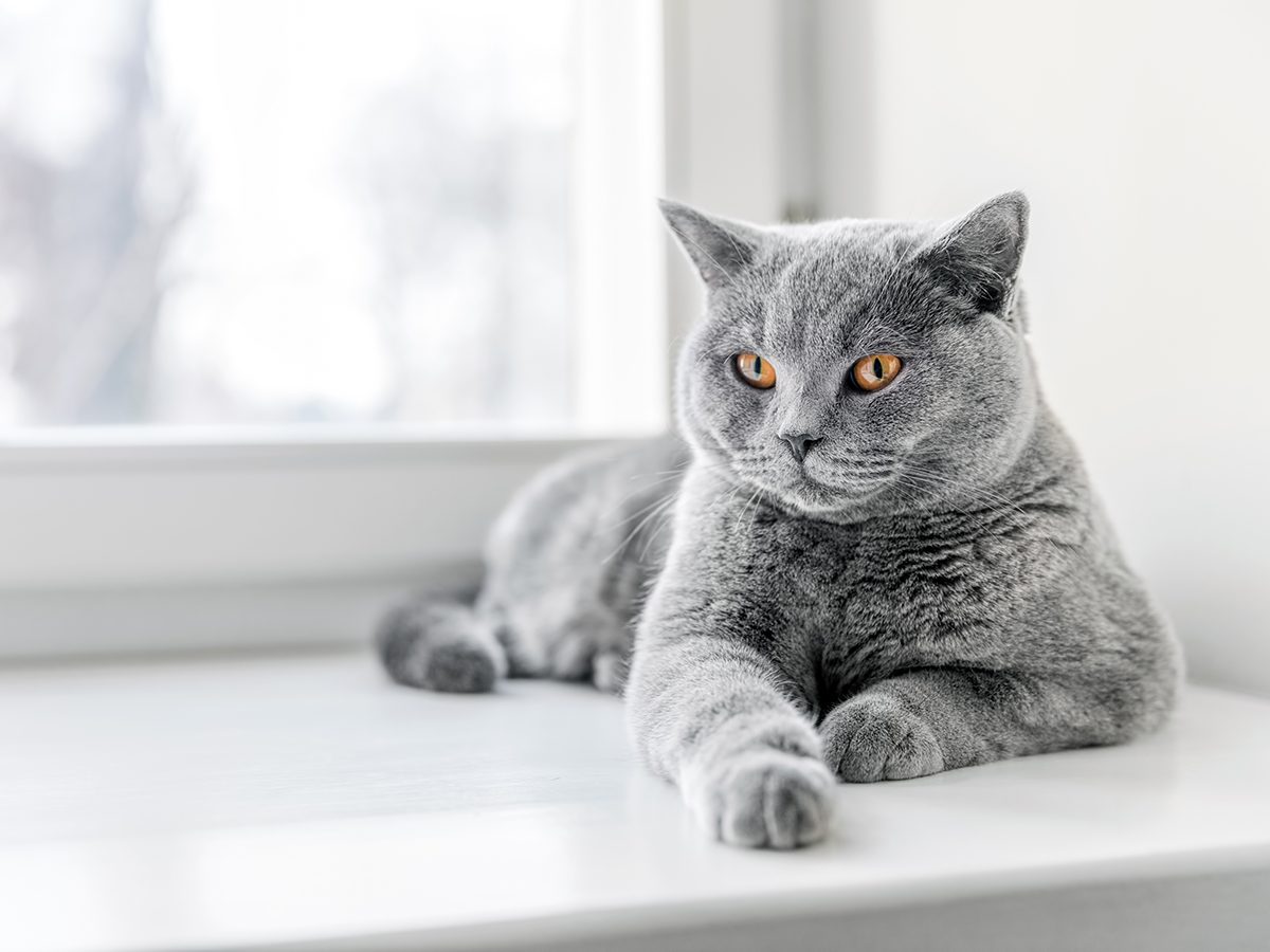 What Is the Best House Temperature for Pets? | Reader's Digest Canada