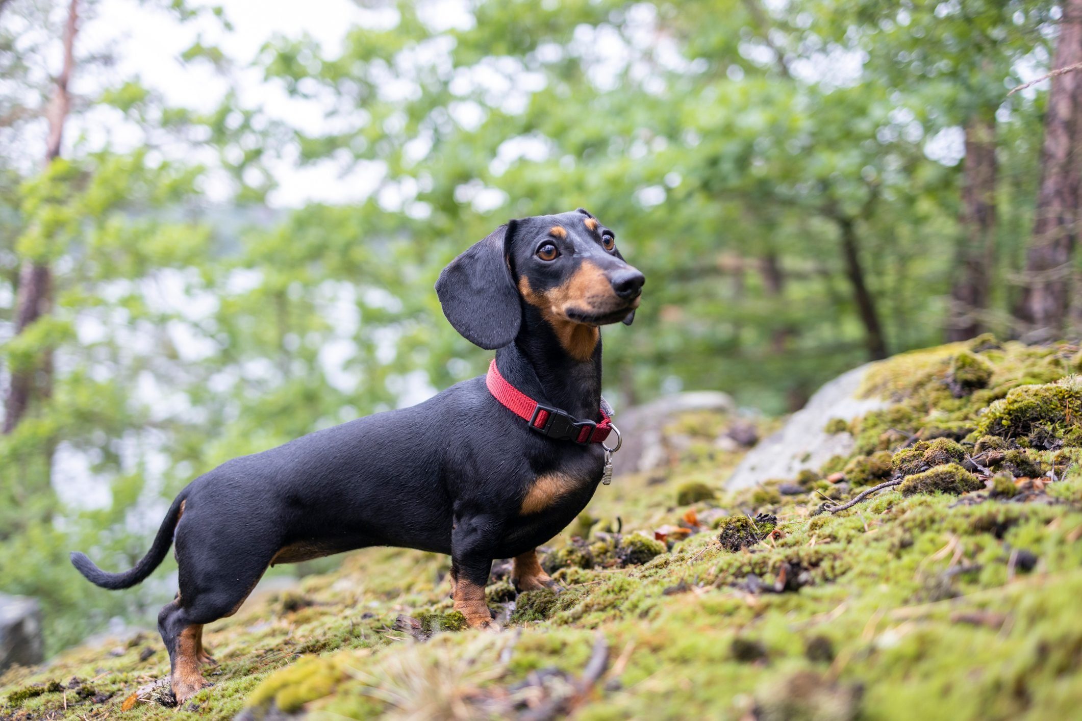 dog-breeds-that-live-the-longest-reader-s-digest-canada